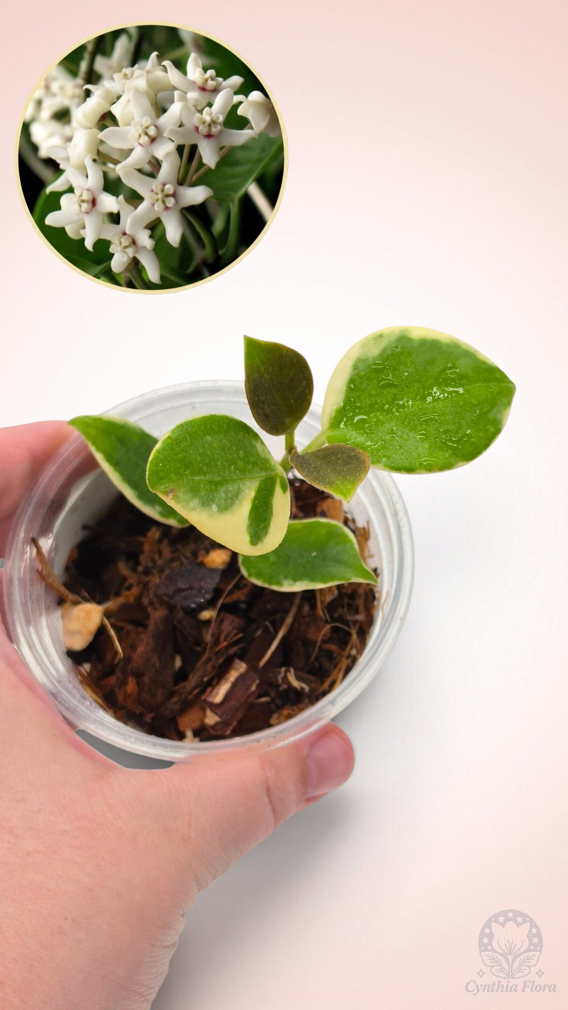 Hoya Australis Albo - Bonnie