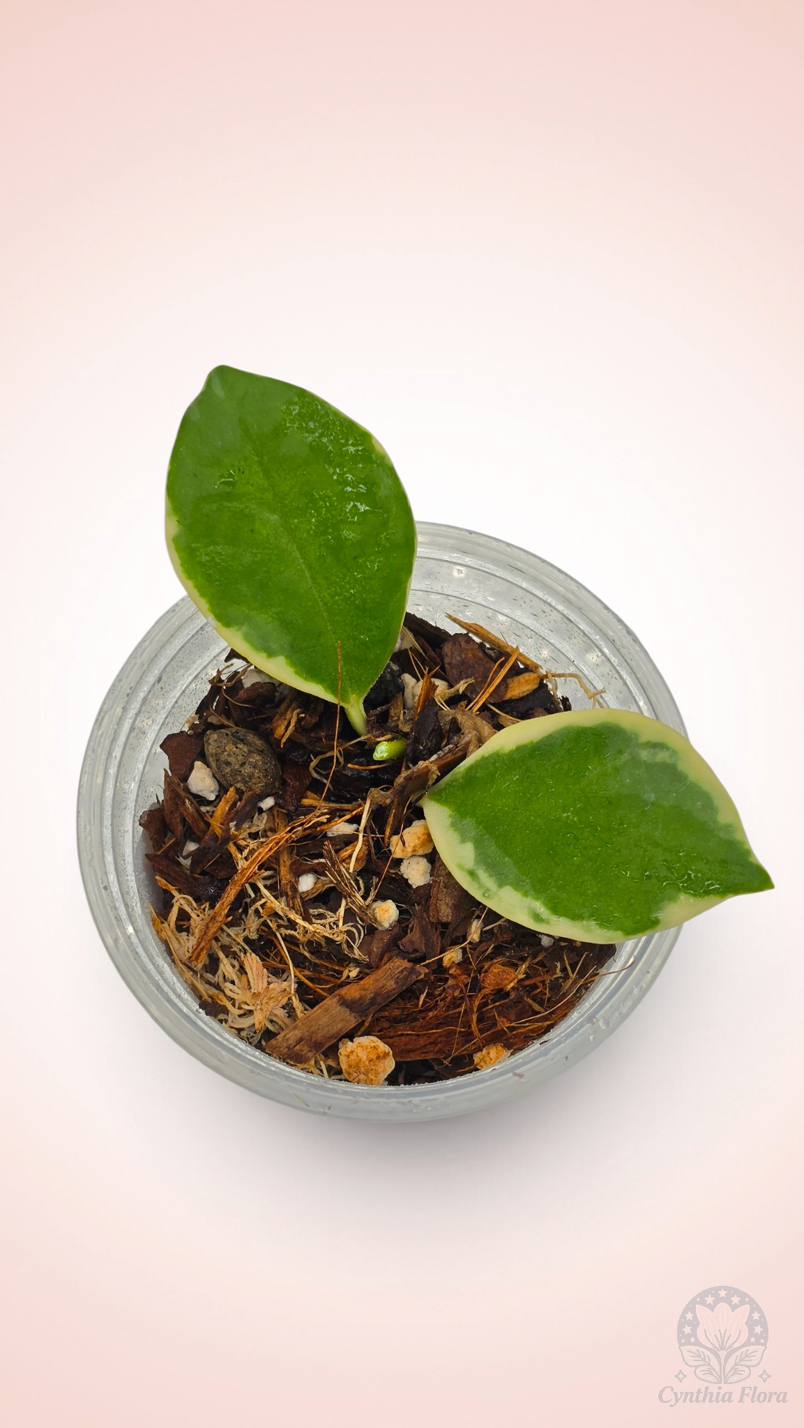 Hoya Australis Albo - Bonnie