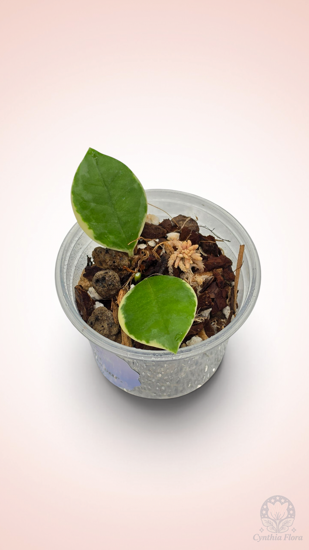 Hoya Australis Albo - Bonnie