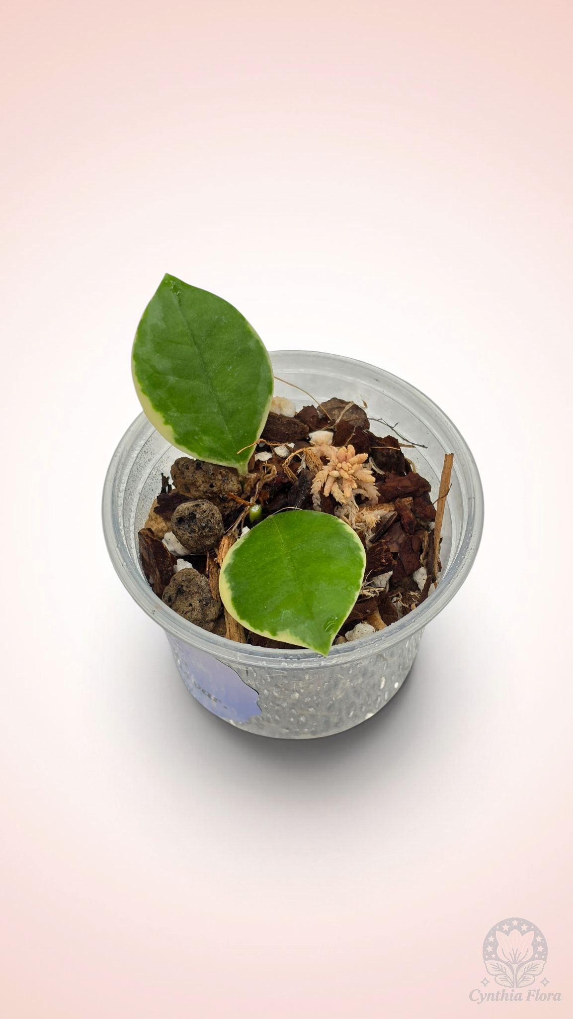 Hoya Australis Albo - Bonnie