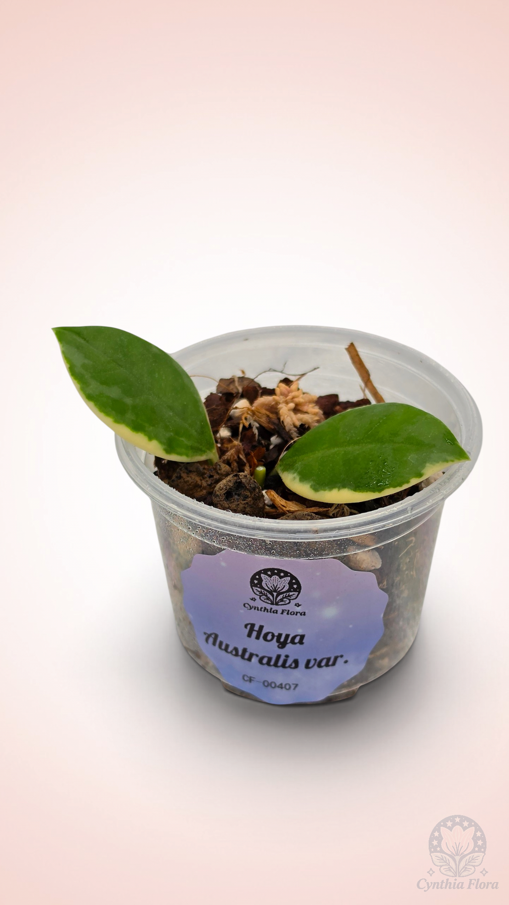 Hoya Australis Albo - Bonnie