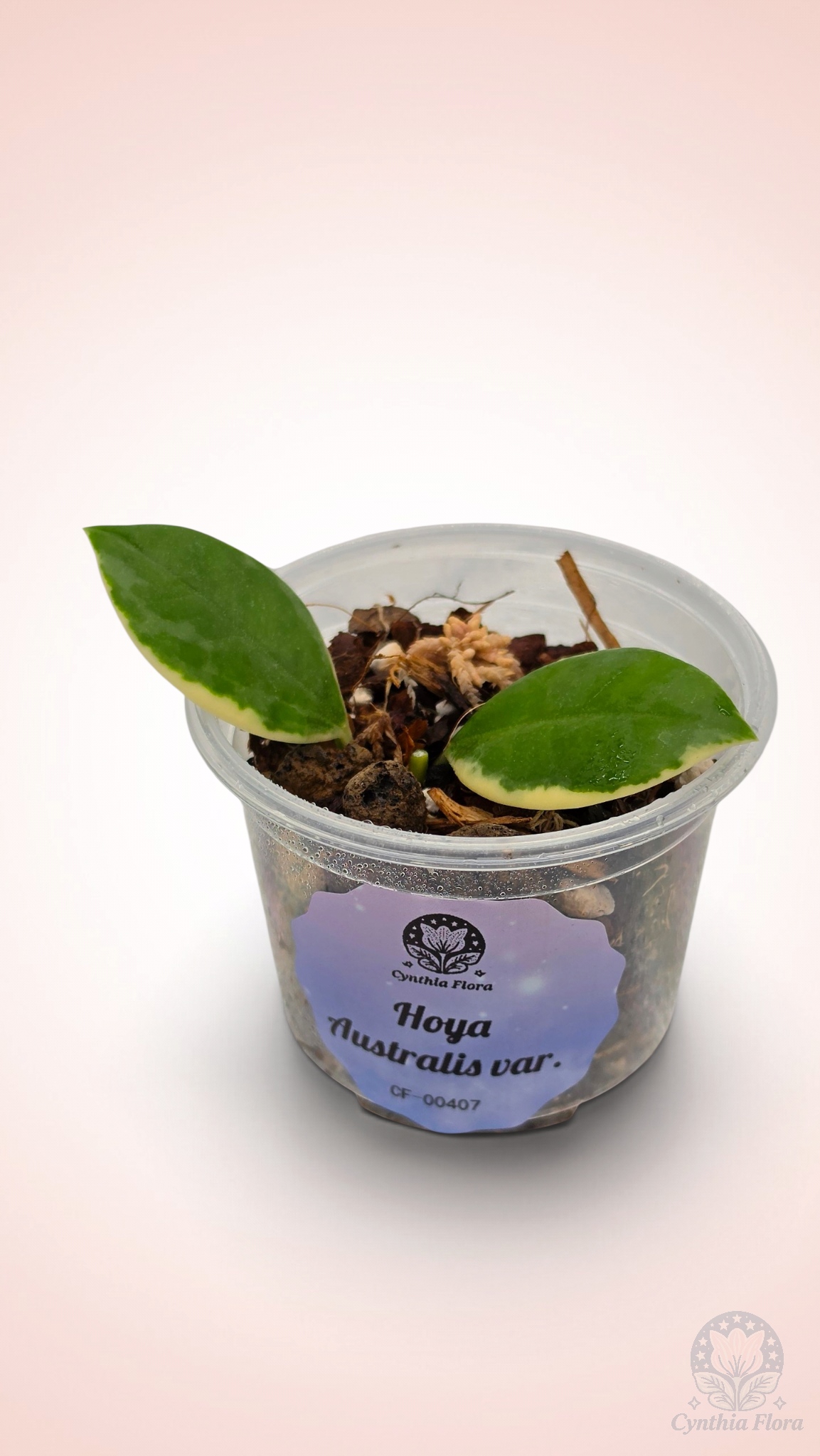 Hoya Australis Albo - Bonnie