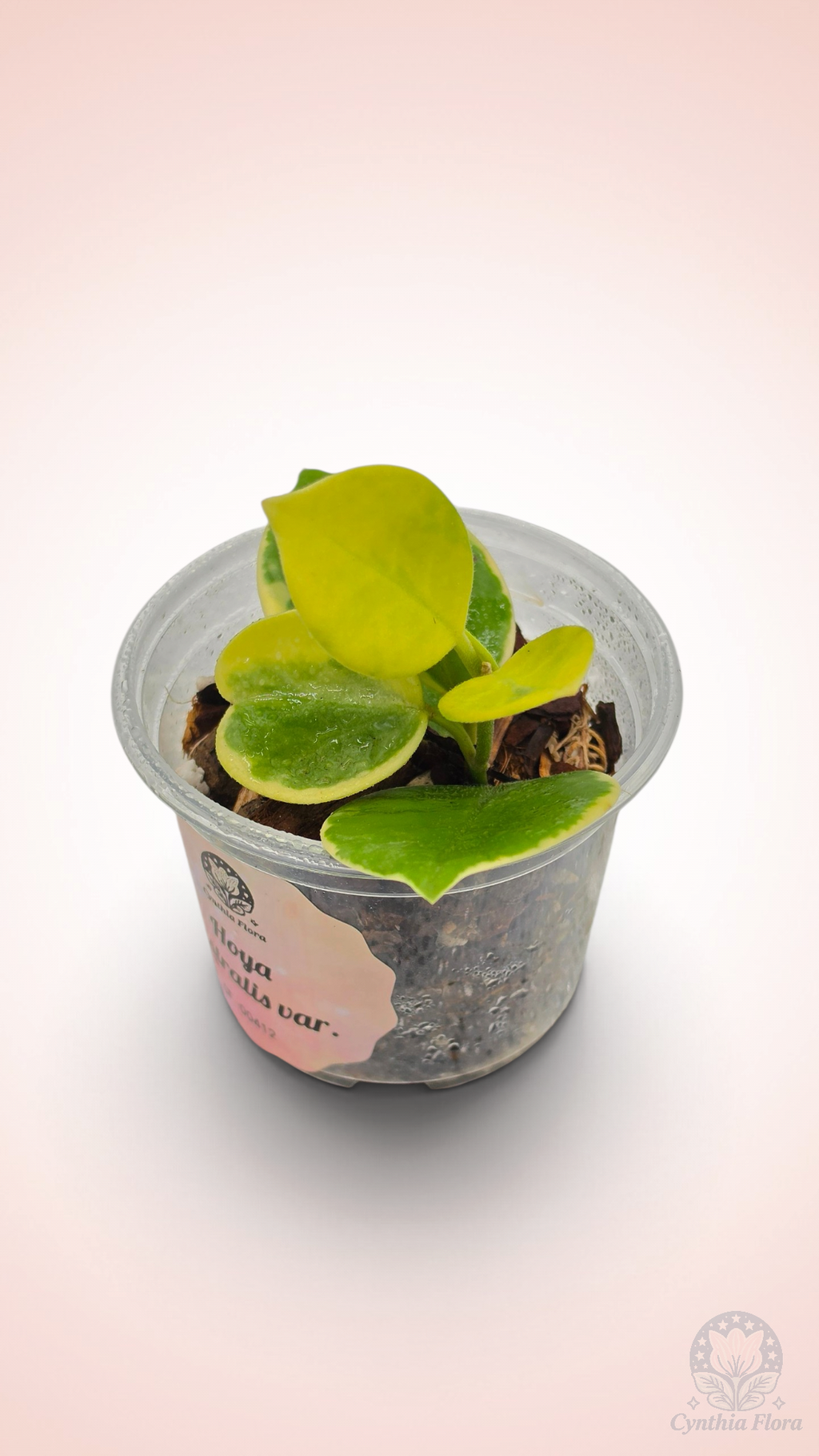 Hoya Australis Albo - Bonnie