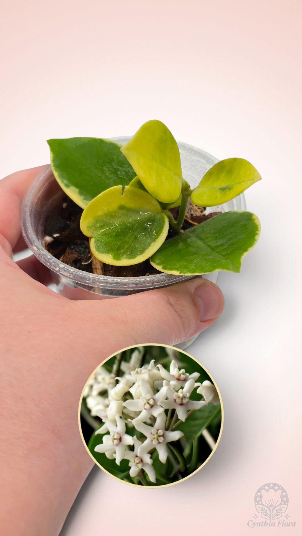 Hoya Australis Albo - Bonnie
