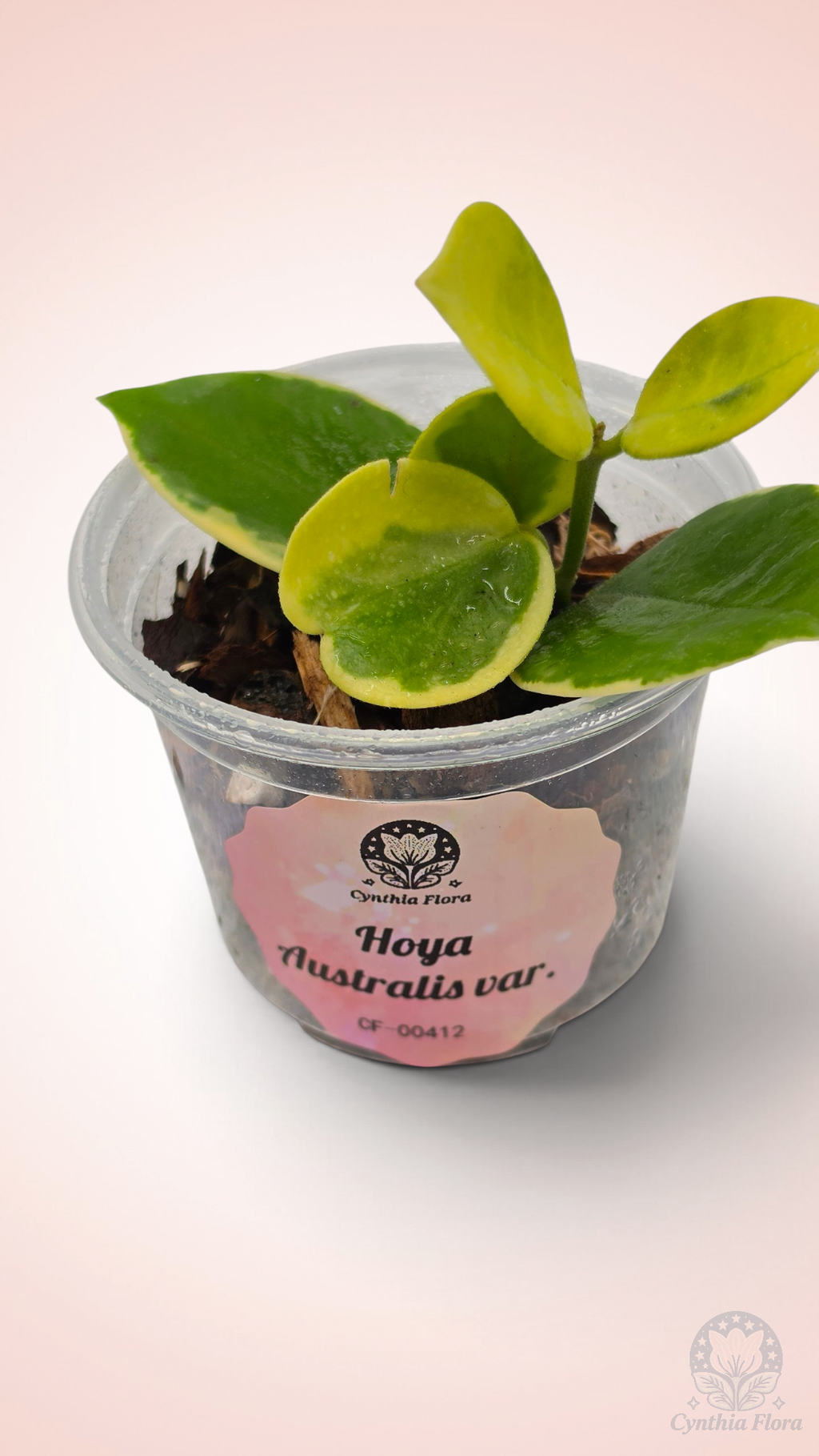 Hoya Australis Albo - Bonnie