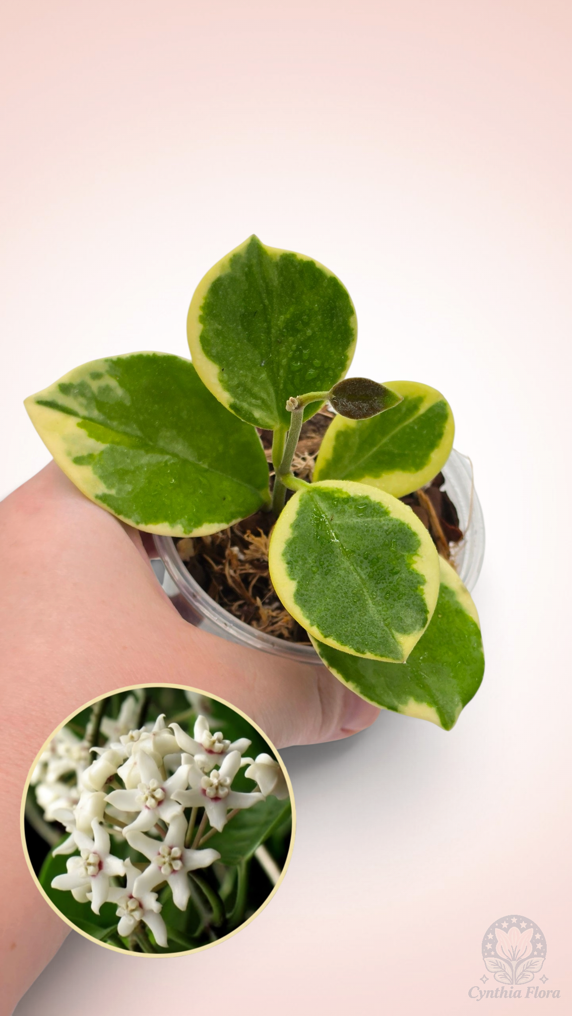 Hoya Australis Albo - Bonnie