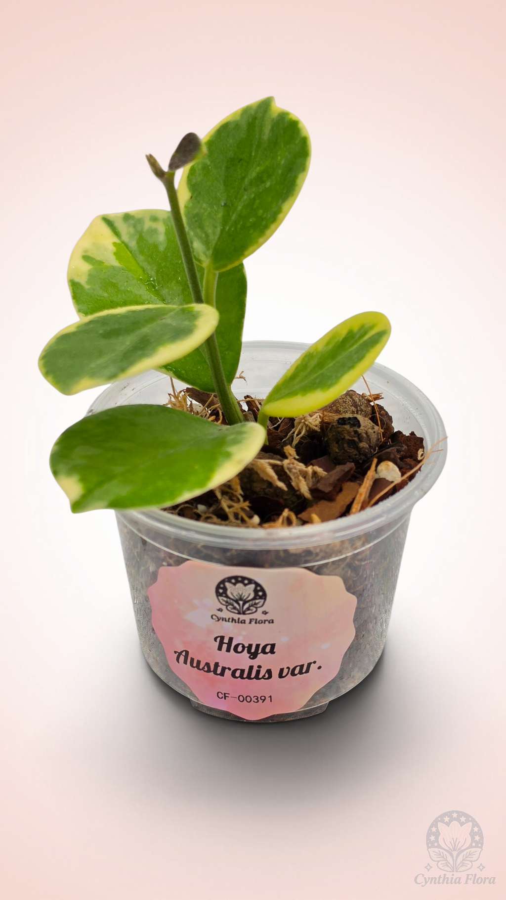 Hoya Australis Albo - Bonnie