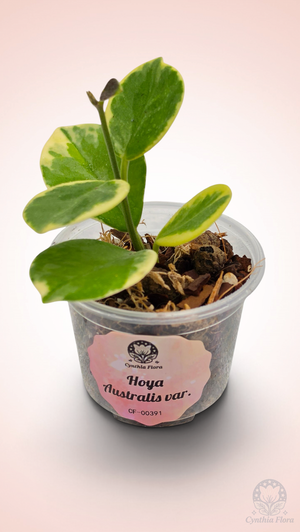 Hoya Australis Albo - Bonnie