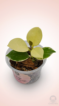 Hoya Australis Albo - Bonnie
