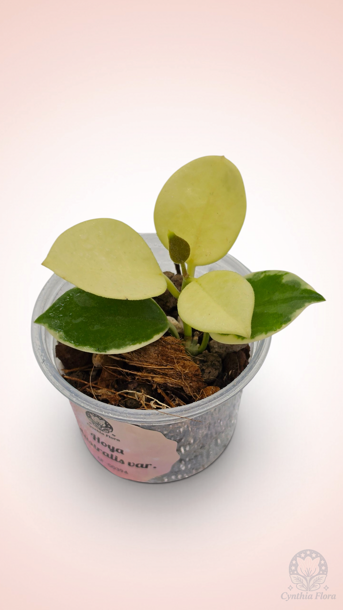Hoya Australis Albo - Bonnie