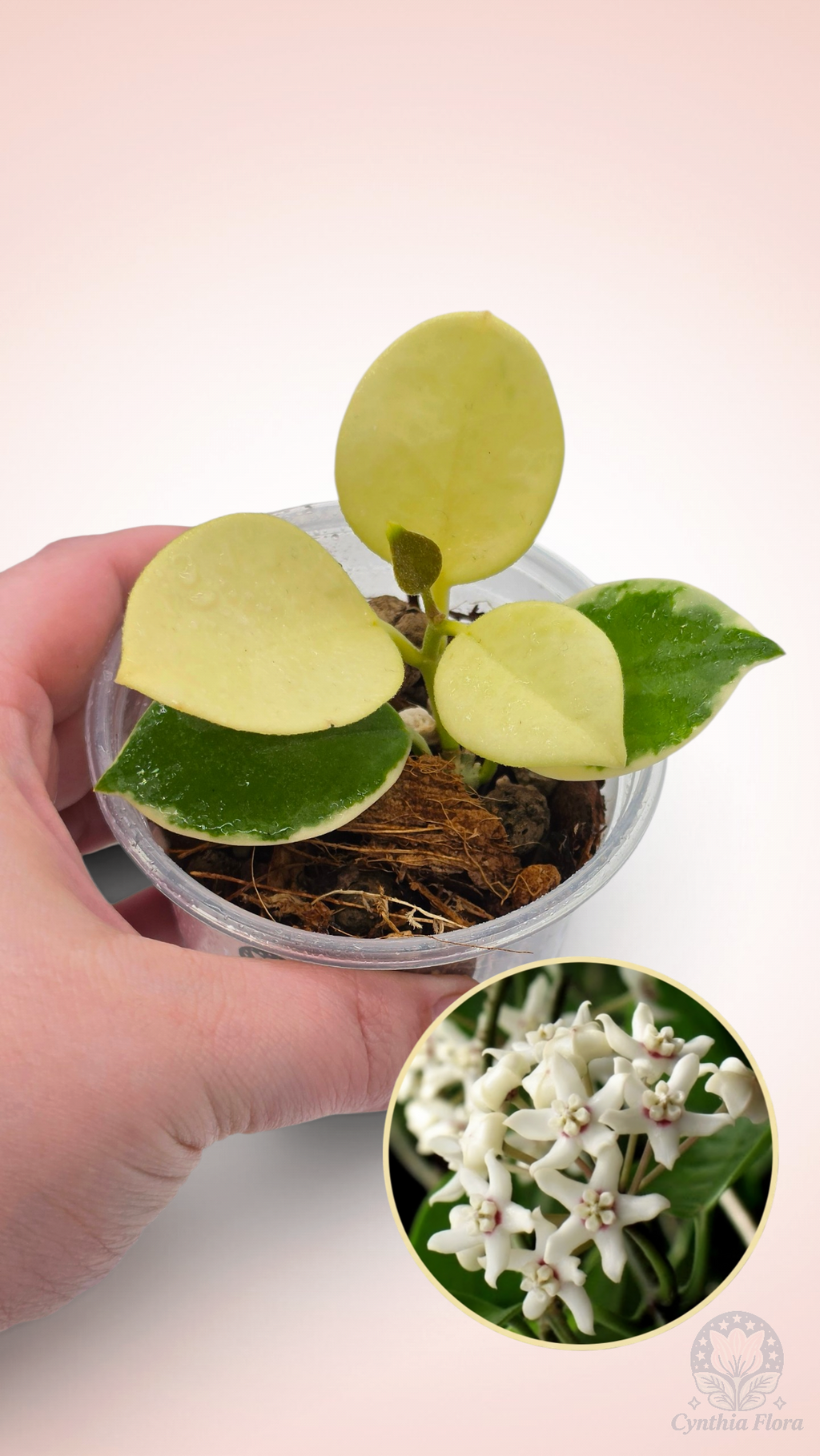 Hoya Australis Albo - Bonnie