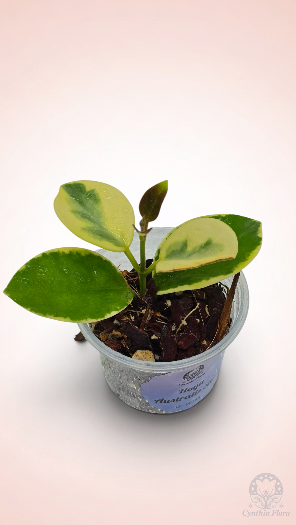 Hoya Australis Albo - Bonnie