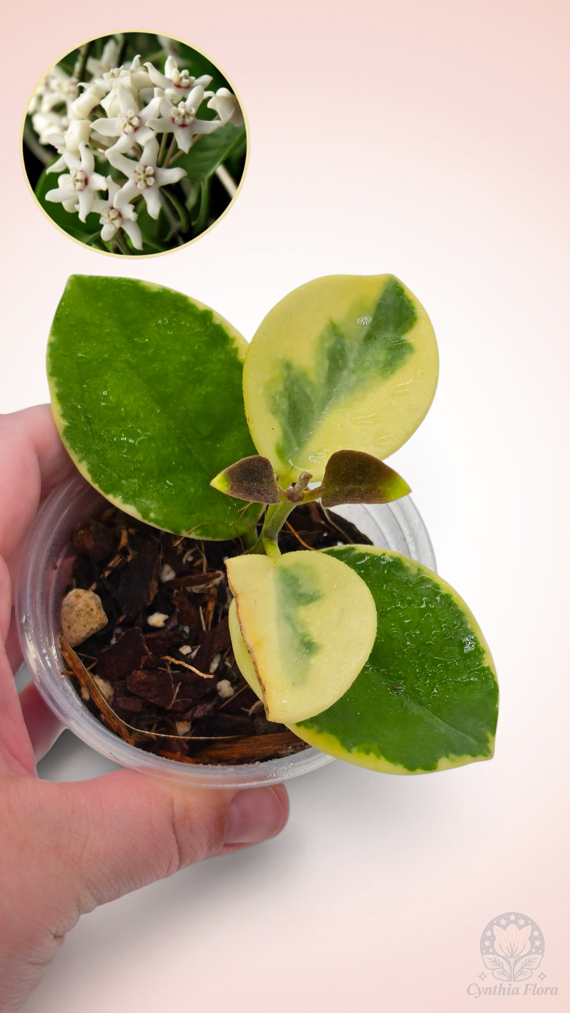 Hoya Australis Albo - Bonnie