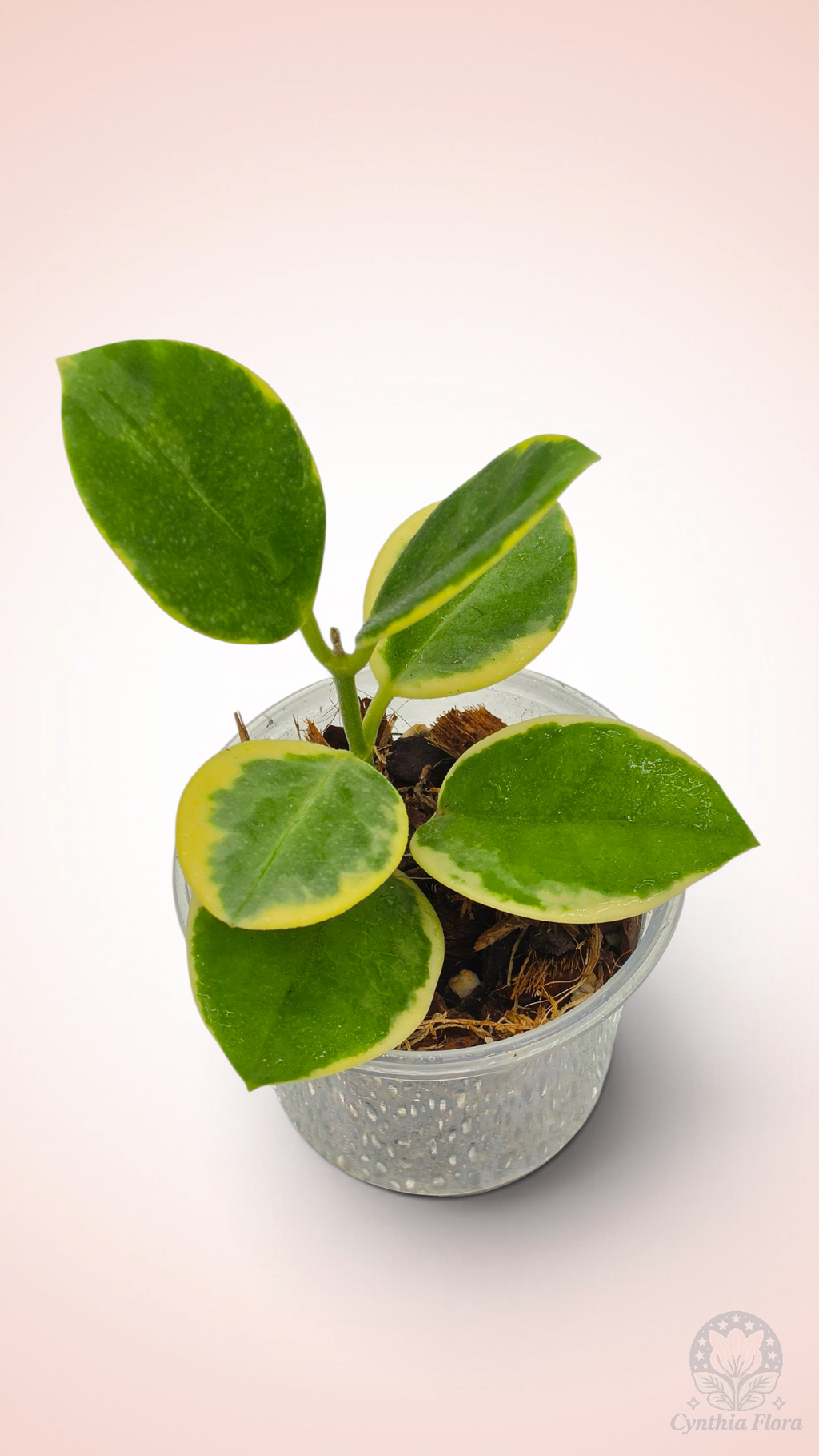 Hoya Australis Albo - Bonnie