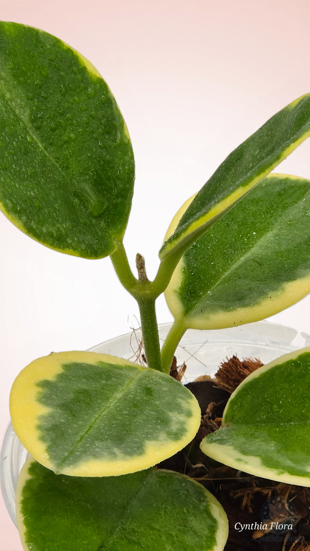 Hoya Australis Albo - Bonnie