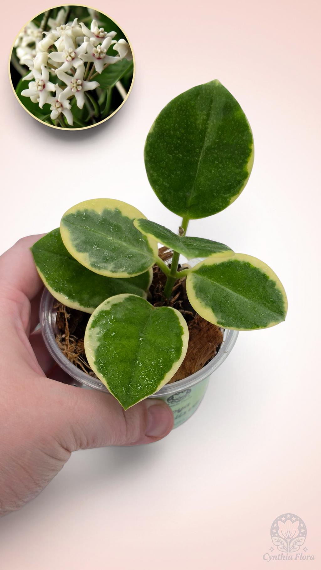 Hoya Australis Albo - Bonnie