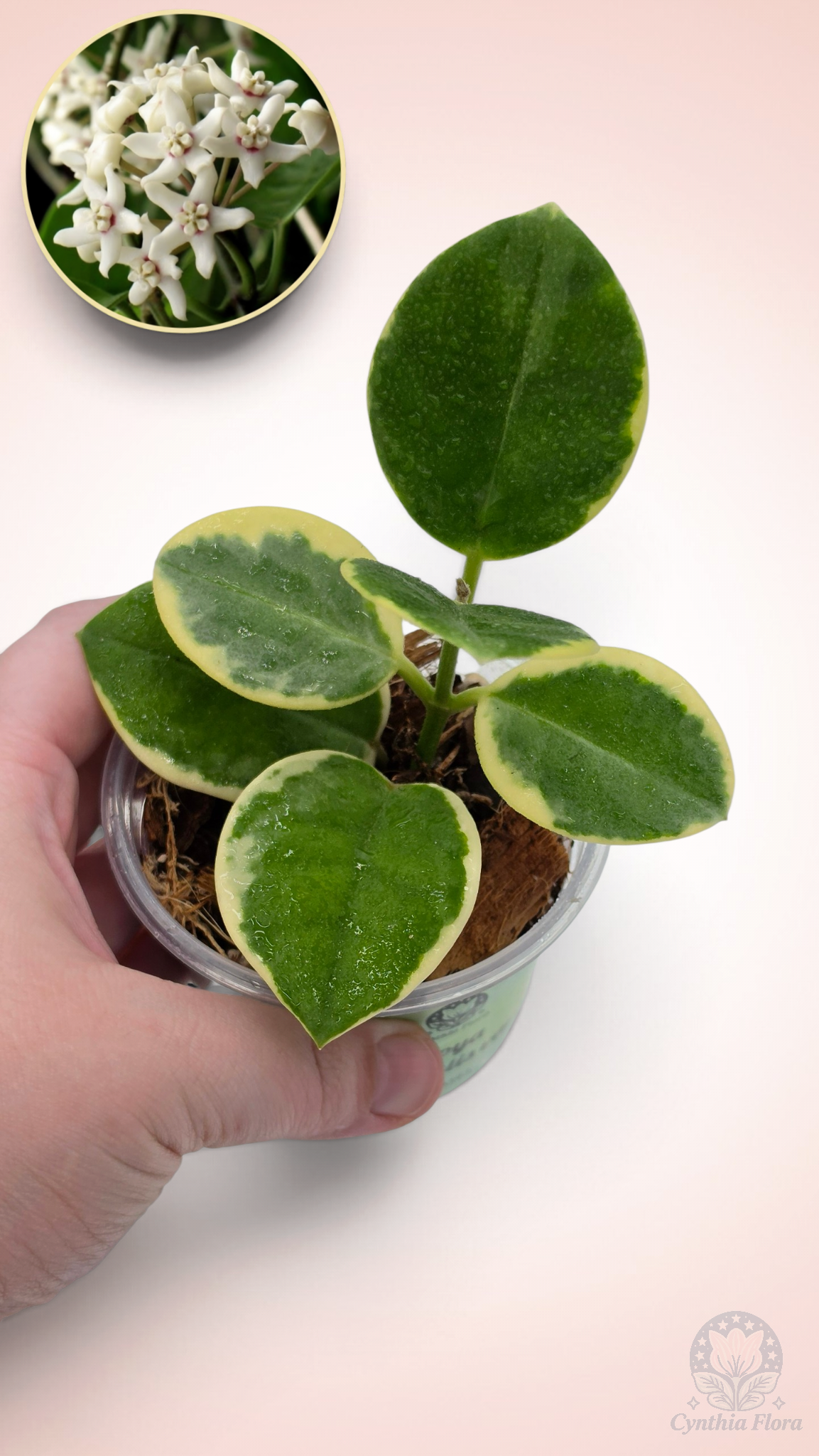 Hoya Australis Albo - Bonnie