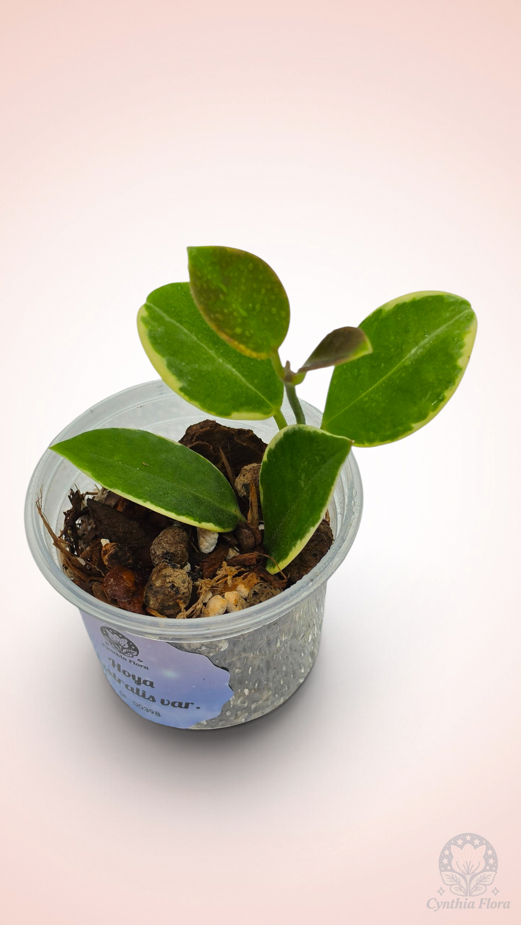 Hoya Australis Albo - Bonnie