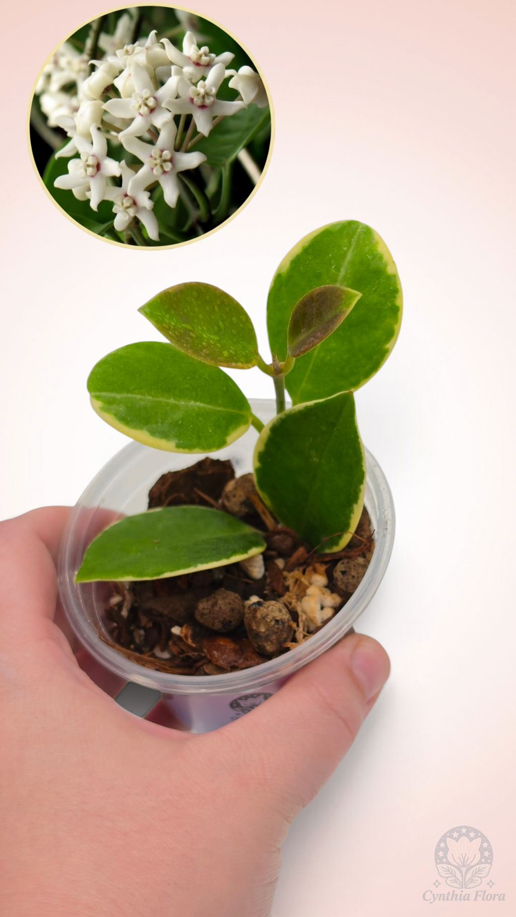 Hoya Australis Albo - Bonnie