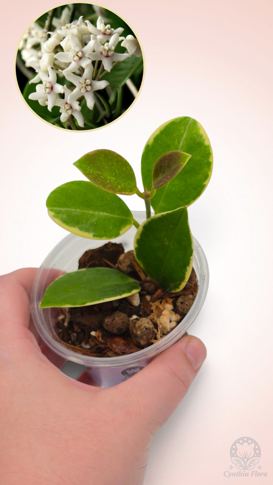 Hoya Australis Albo - Bonnie