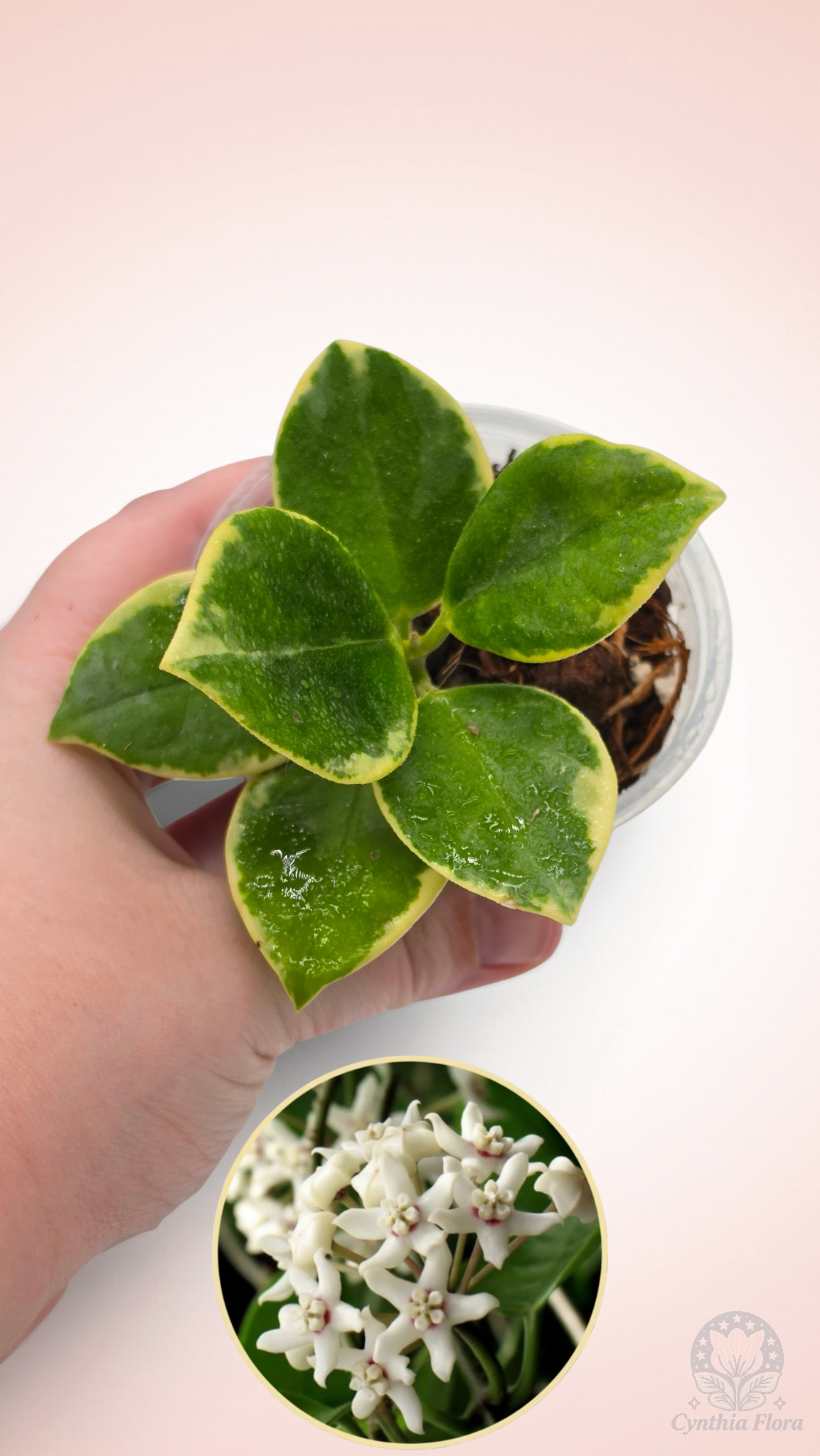 Hoya Australis Albo - Bonnie