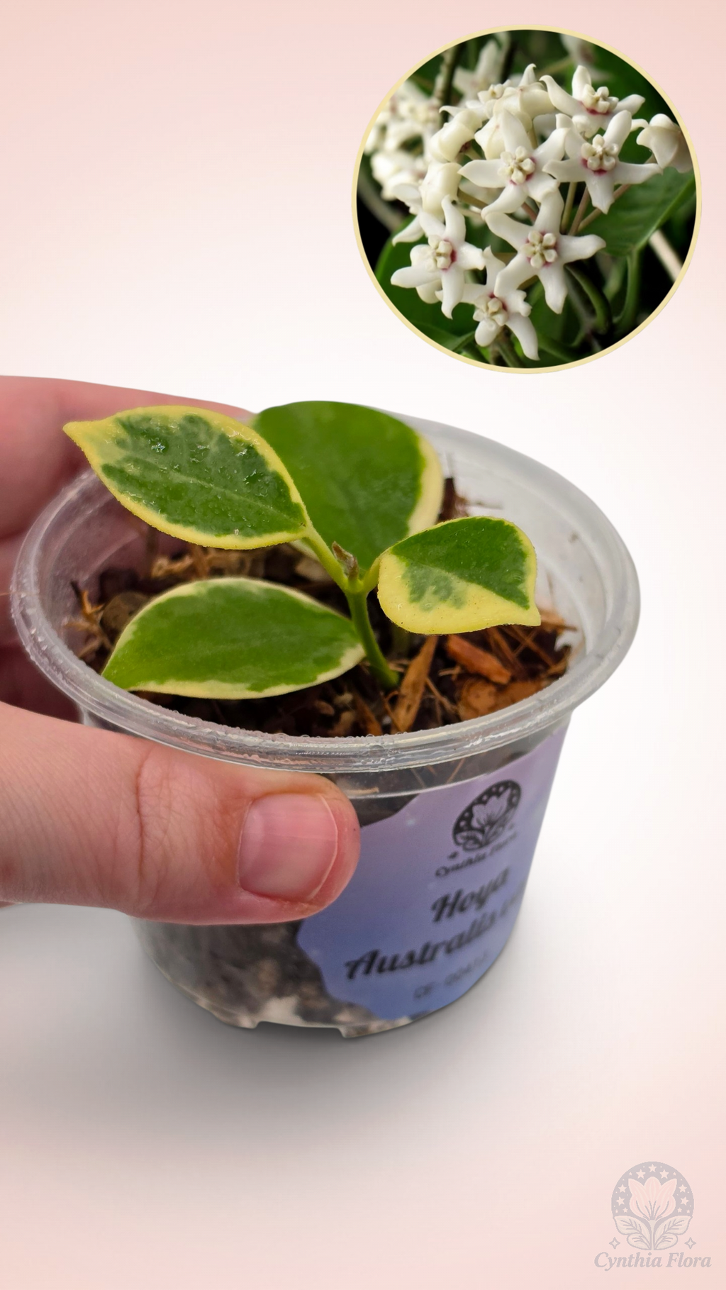 Hoya Australis Albo - Bonnie