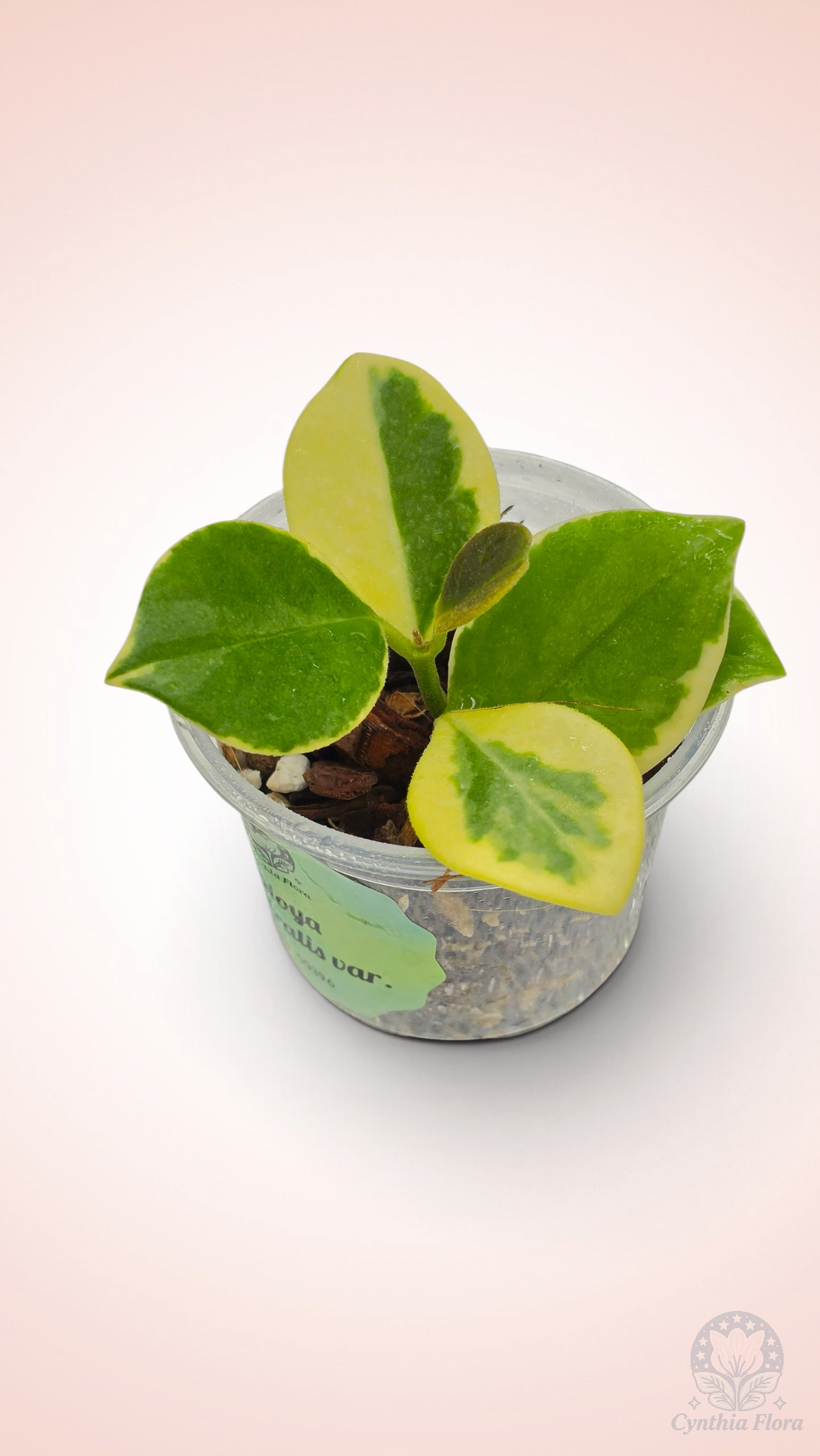 Hoya Australis Albo - Bonnie