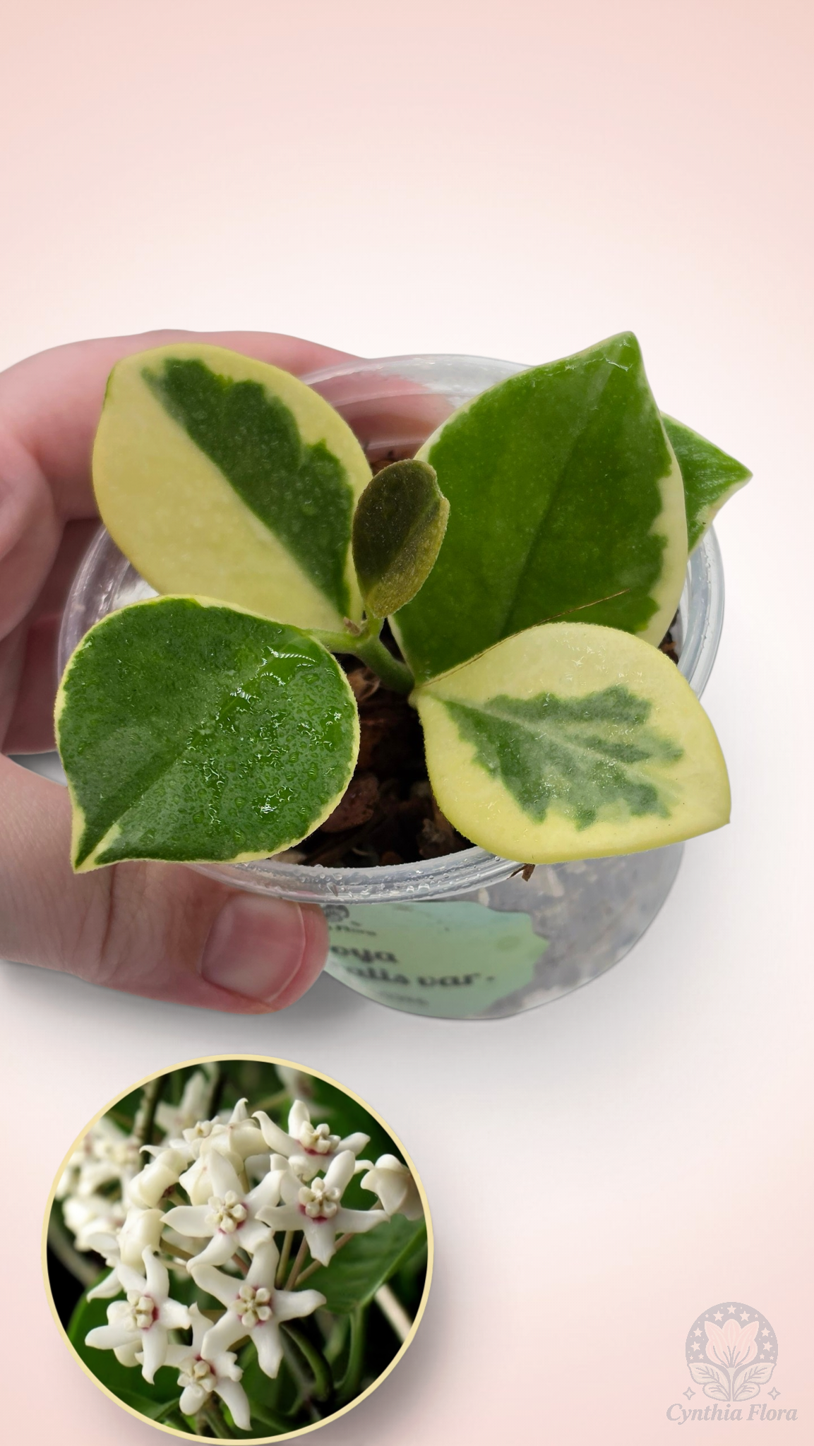 Hoya Australis Albo - Bonnie