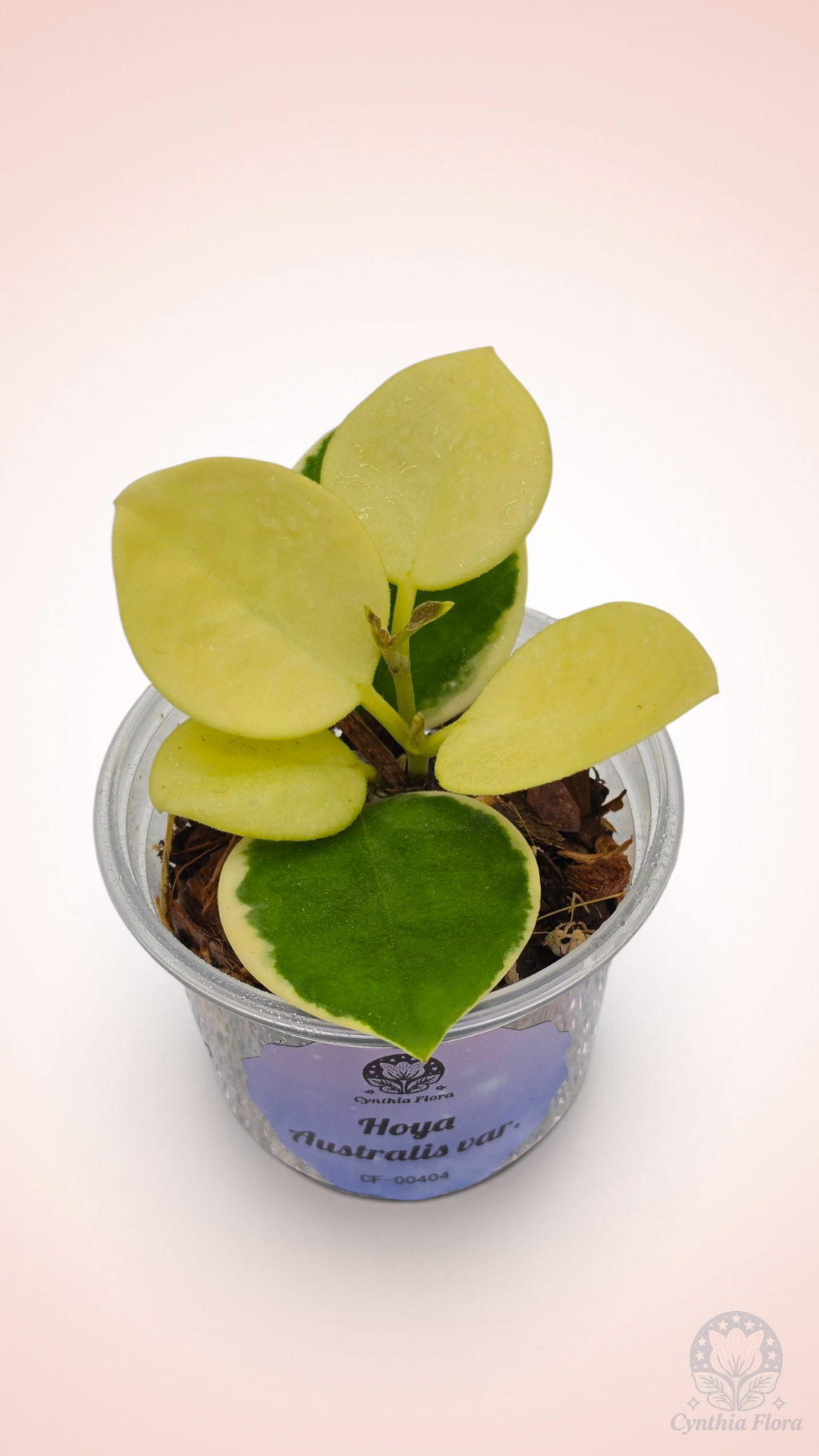 Hoya Australis Albo - Bonnie