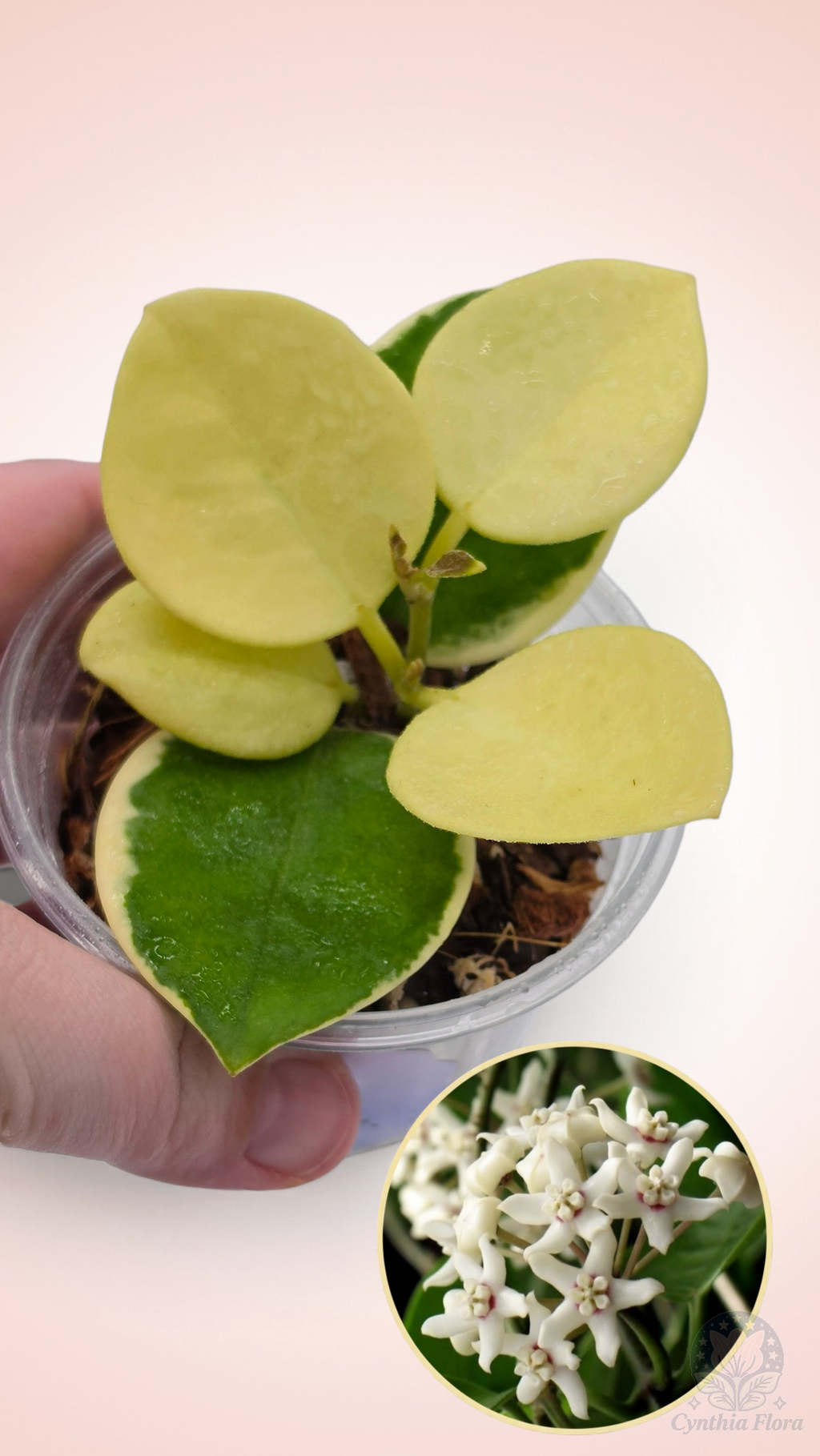 Hoya Australis Albo - Bonnie