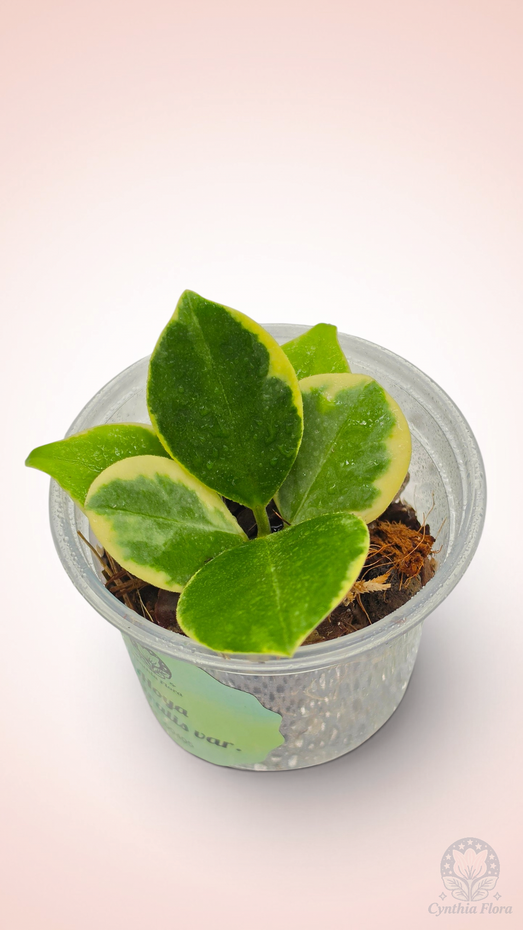 Hoya Australis Albo - Bonnie