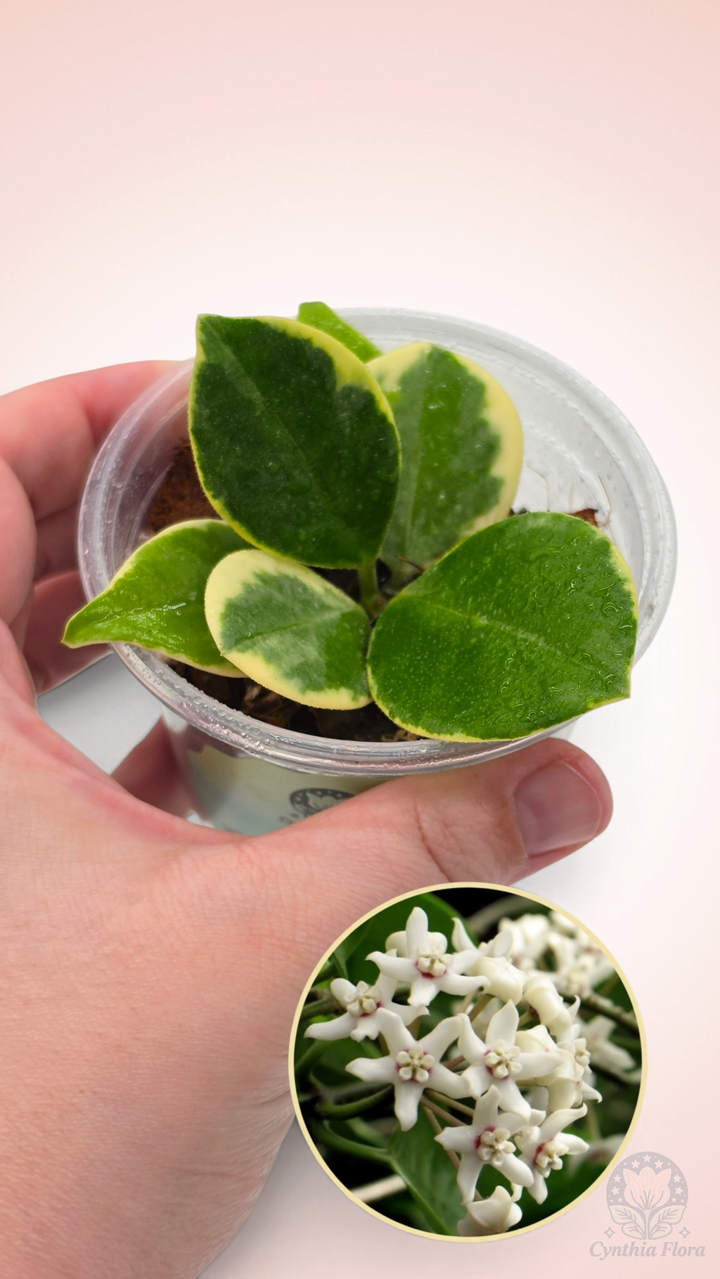Hoya Australis Albo - Bonnie