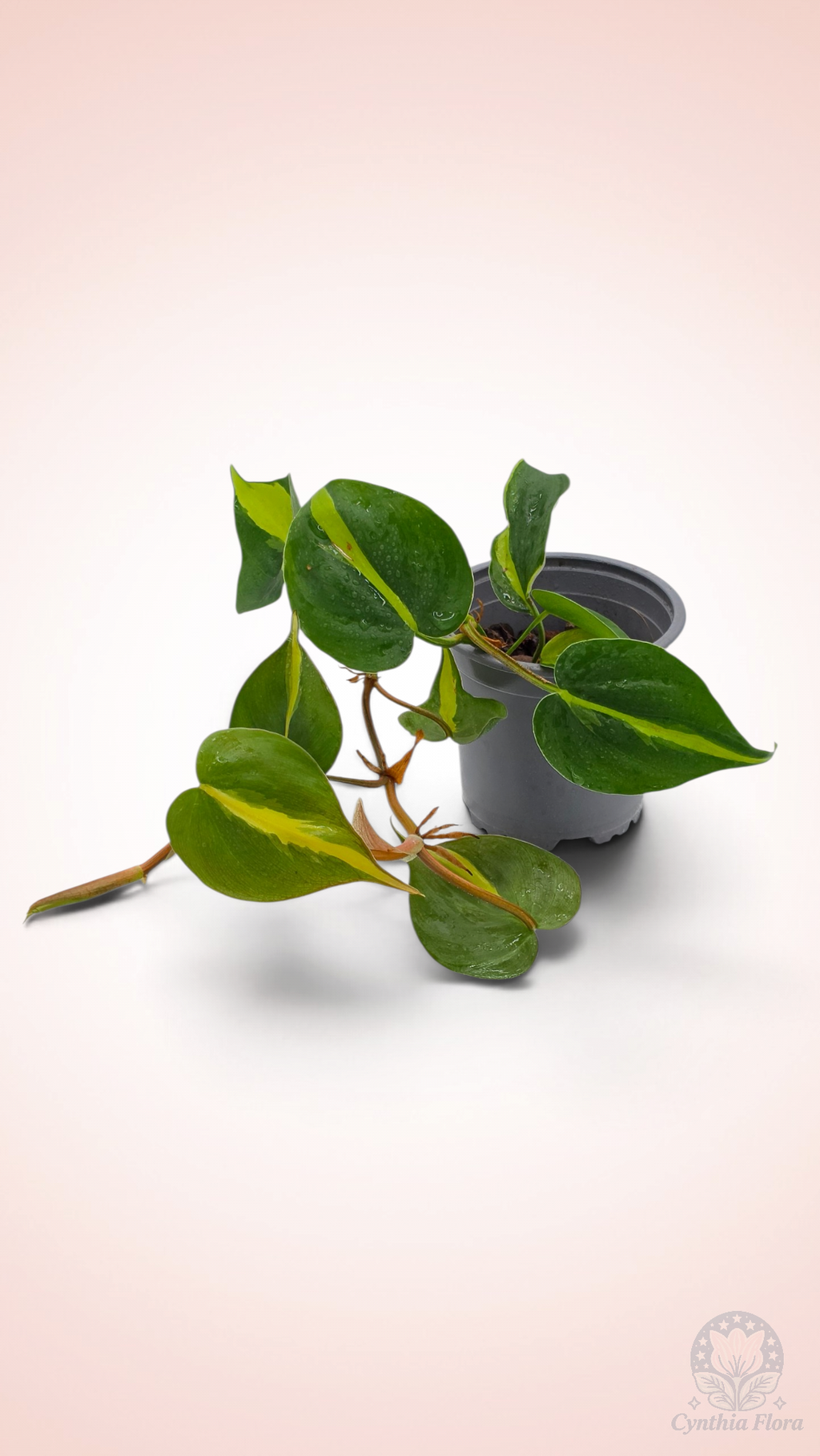 Philodendron Brasil