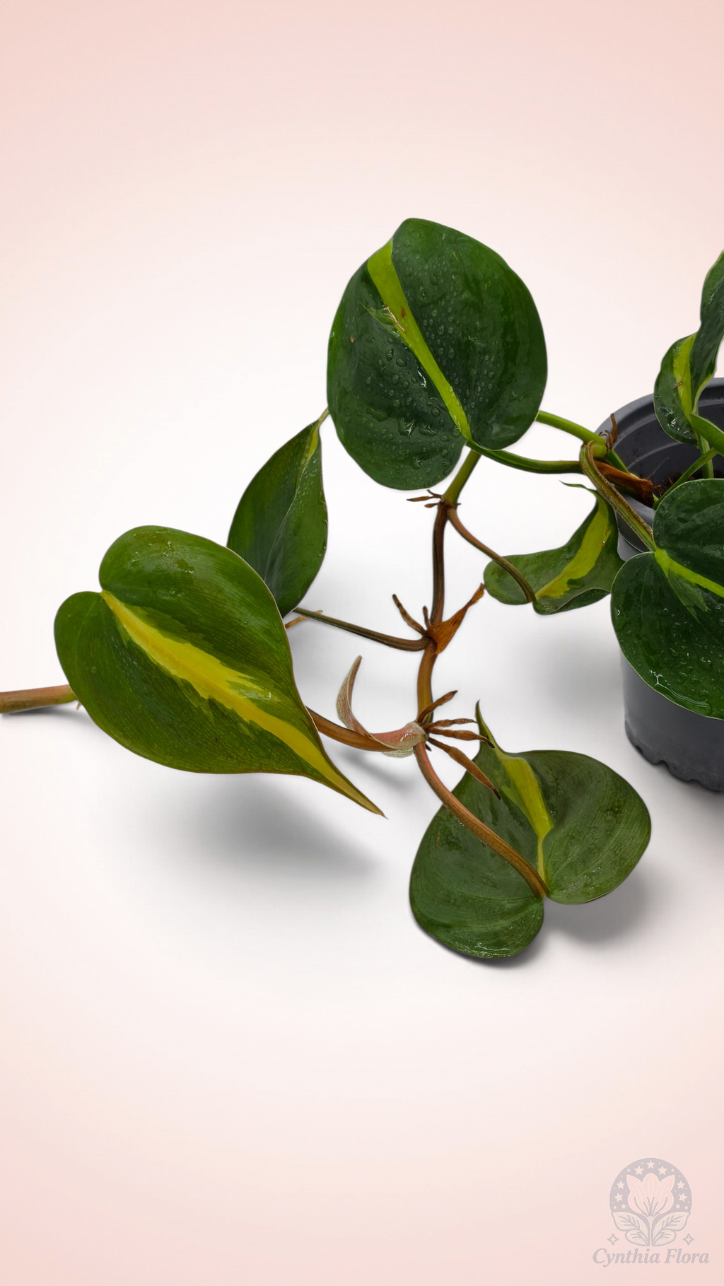 Philodendron Brasil