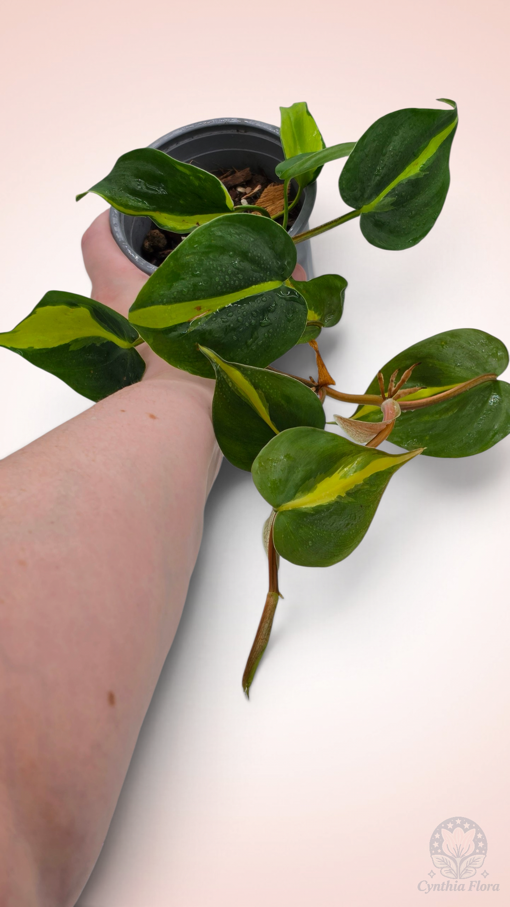 Philodendron Brasil