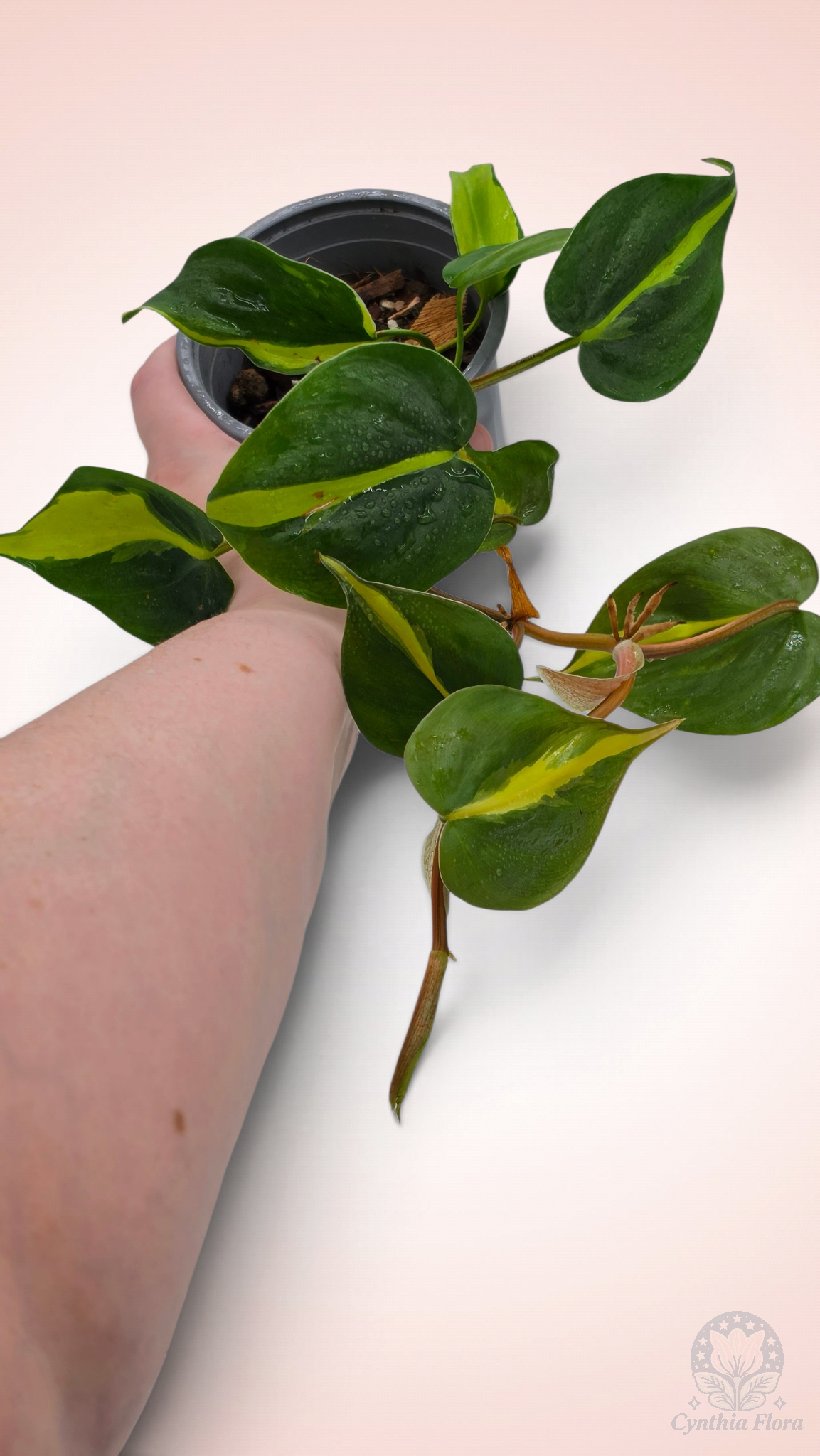 Philodendron Brasil