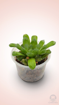 Haworthia Hanabi Variegated REVERT