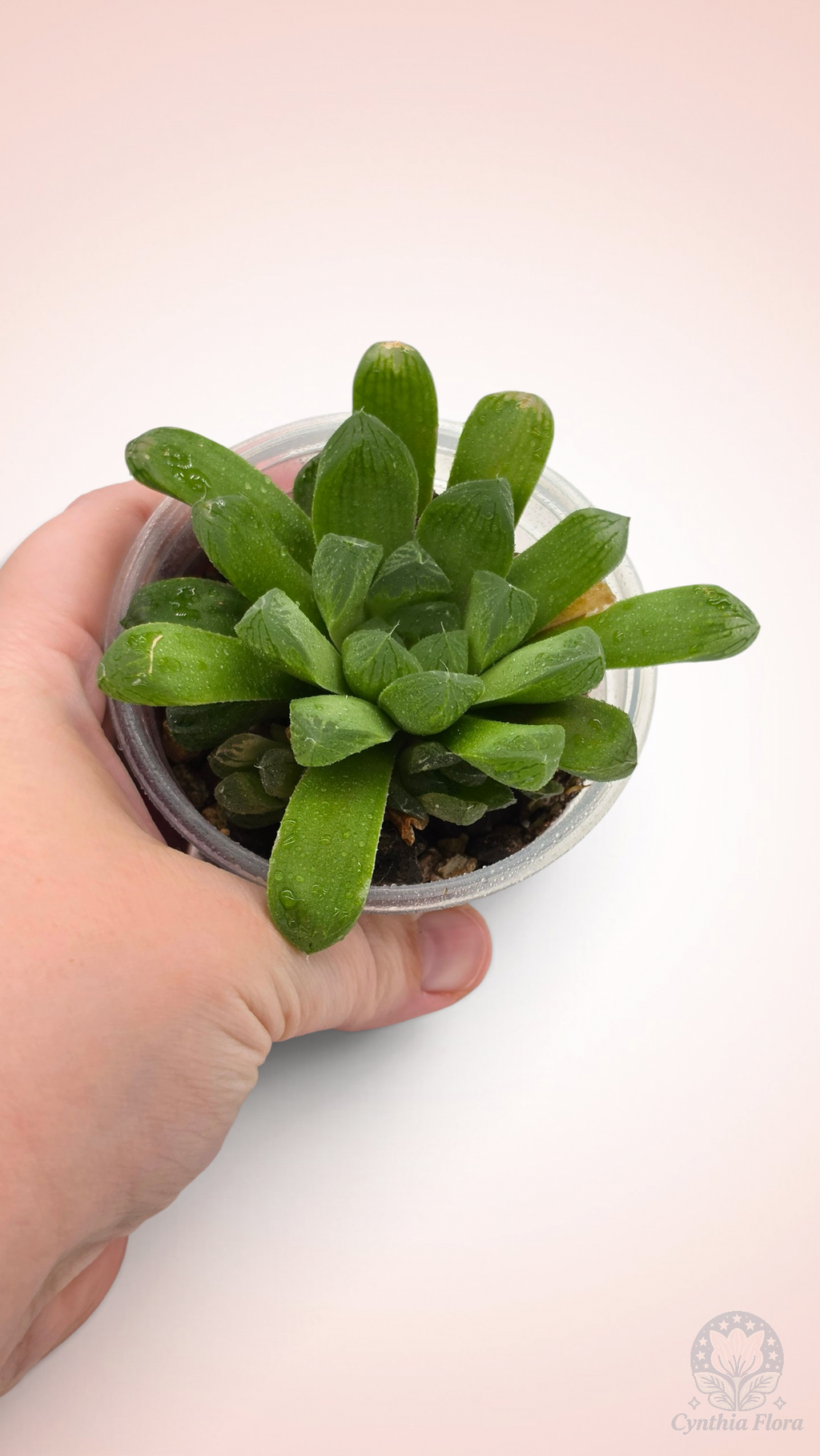 Haworthia Hanabi Variegated REVERT