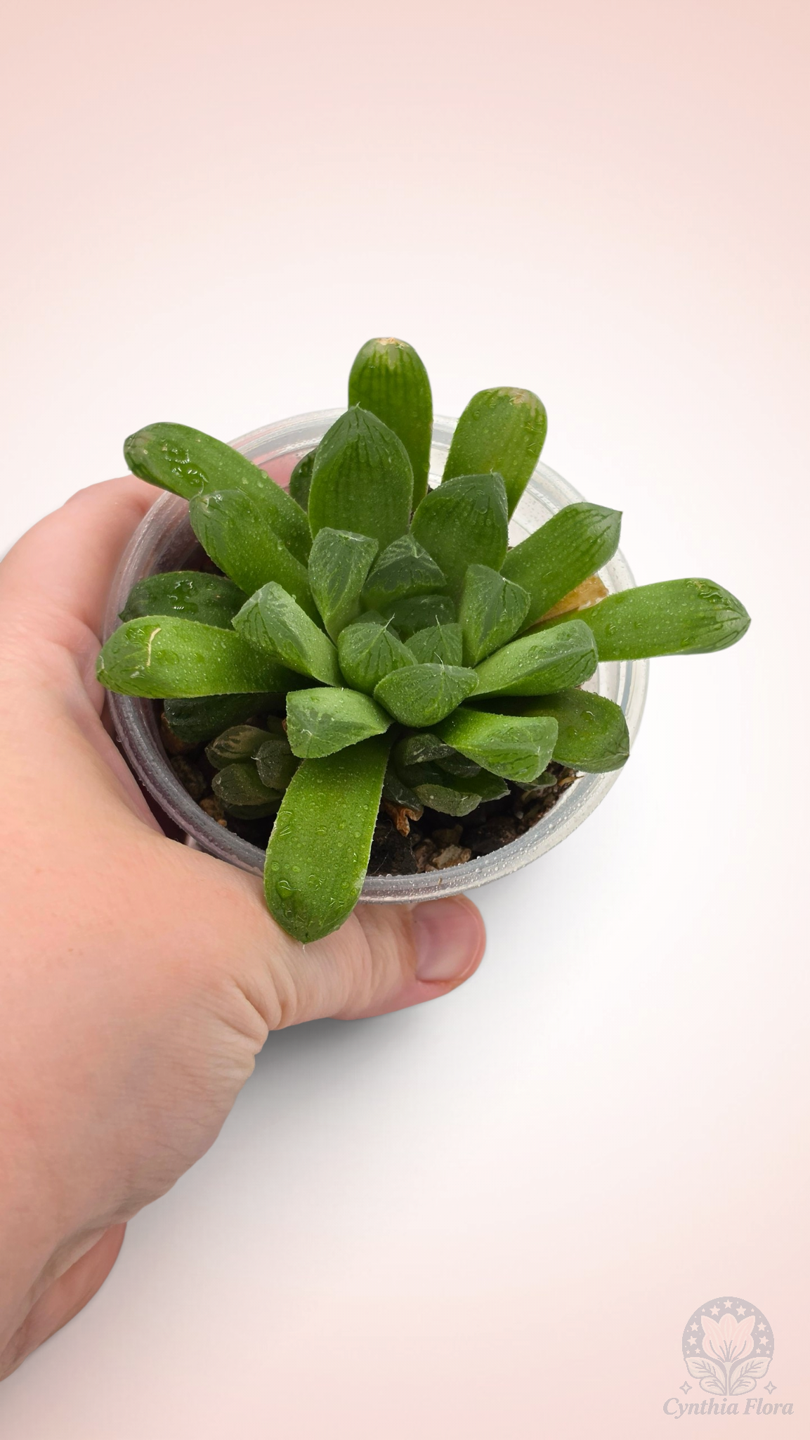 Haworthia Hanabi Variegated REVERT
