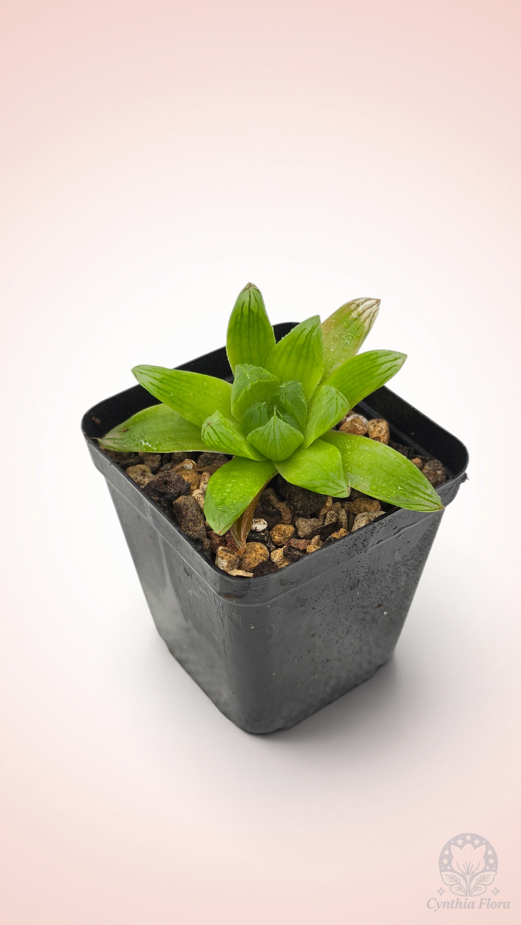 Haworthia Hanabi Variegated REVERT
