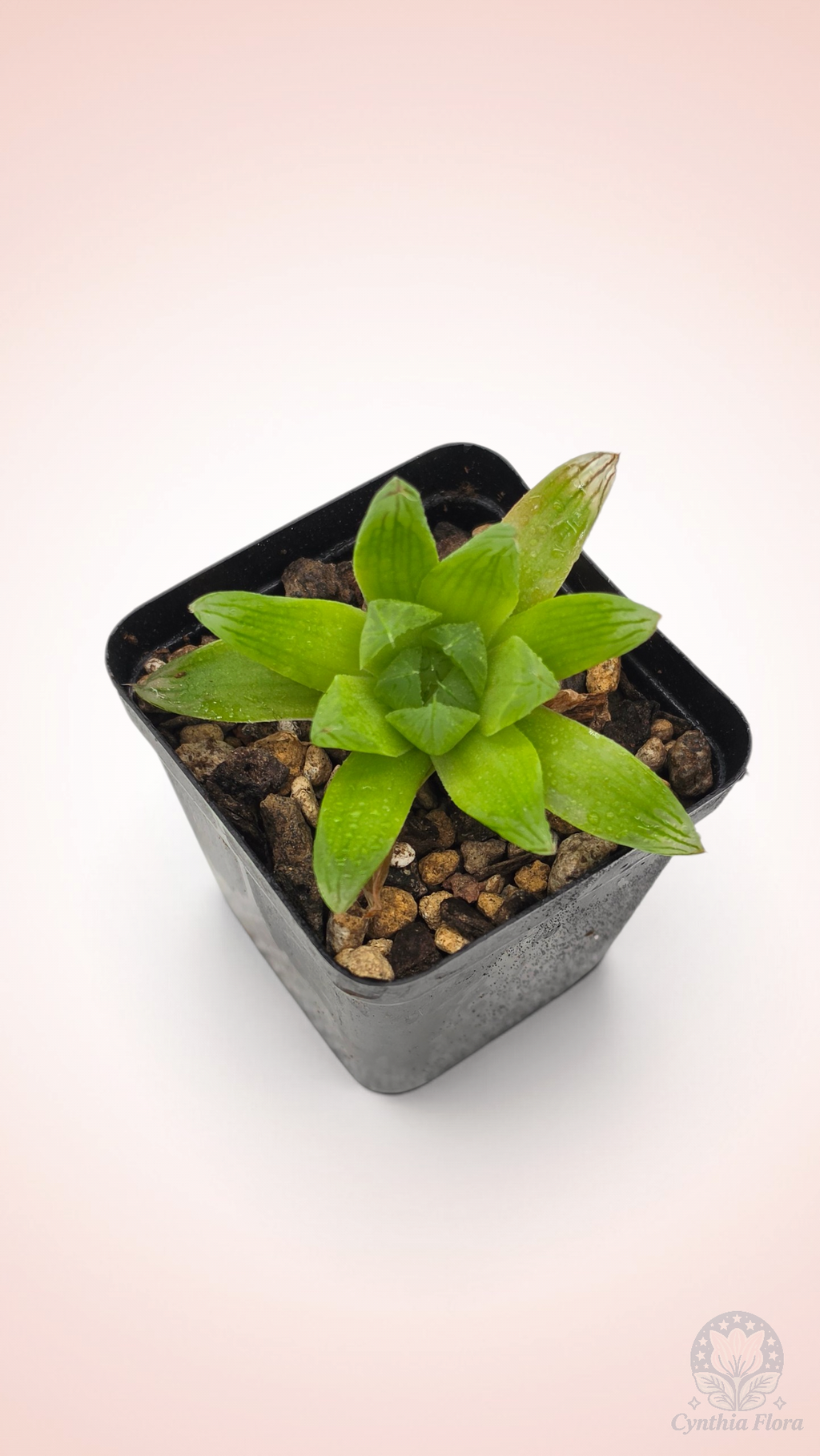 Haworthia Hanabi Variegated REVERT