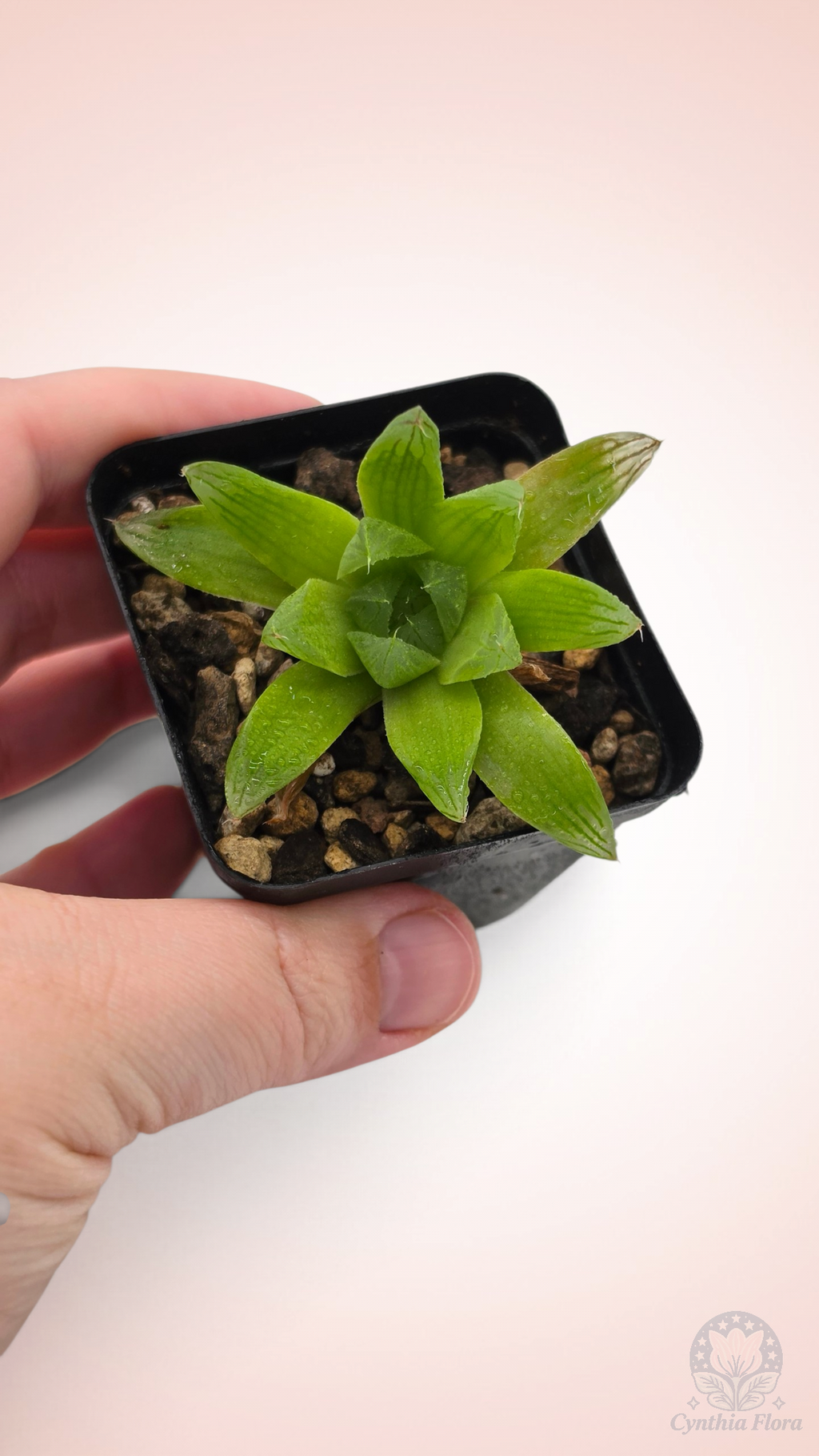 Haworthia Hanabi Variegated REVERT