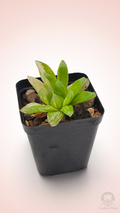 Haworthia Hanabi Variegated