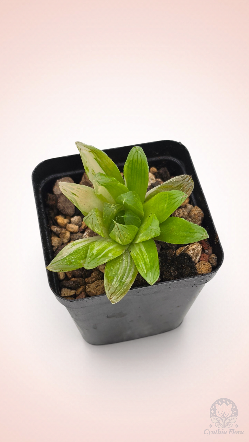 Haworthia Hanabi Variegated