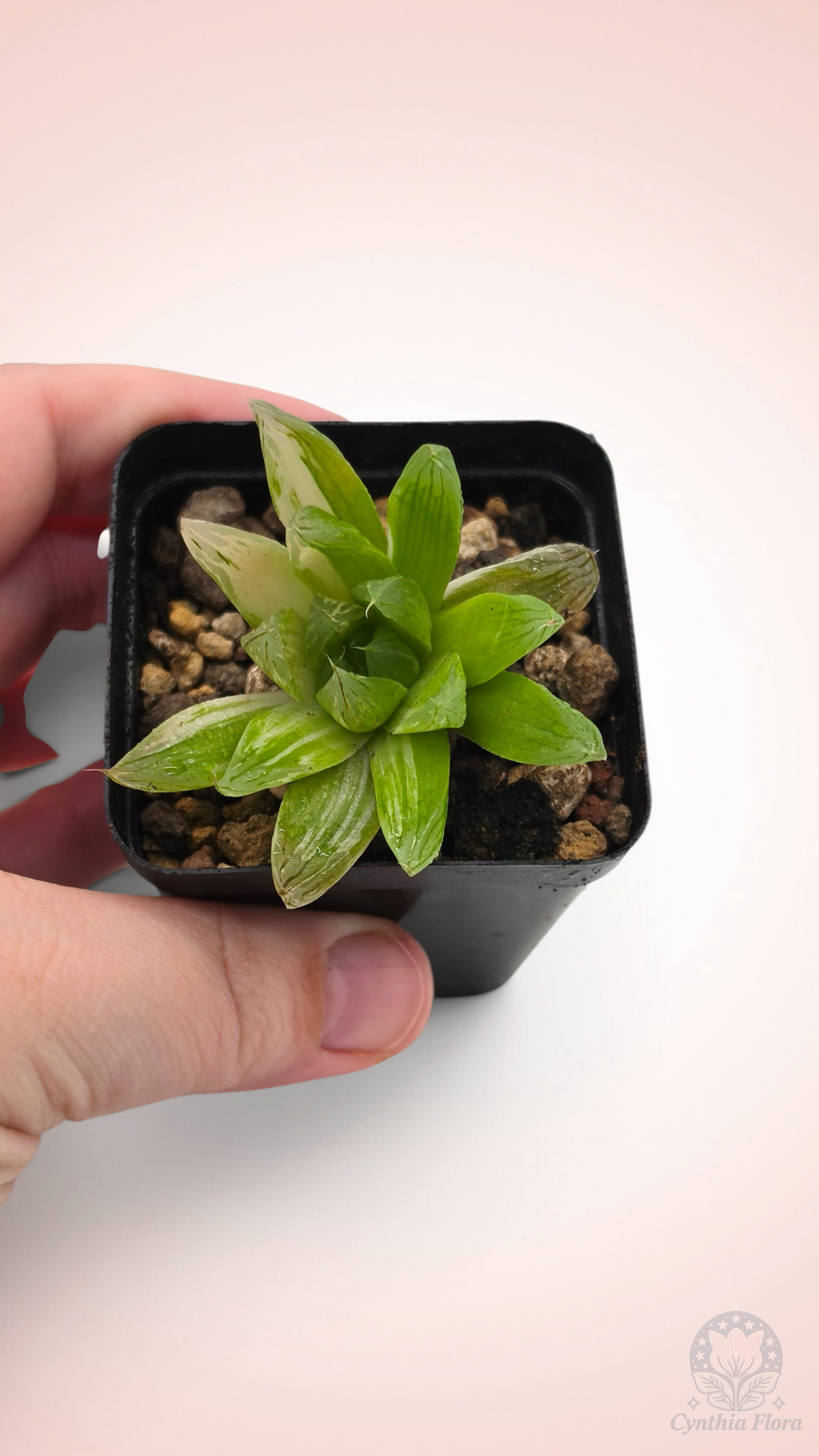 Haworthia Hanabi Variegated