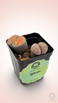 Lithops
