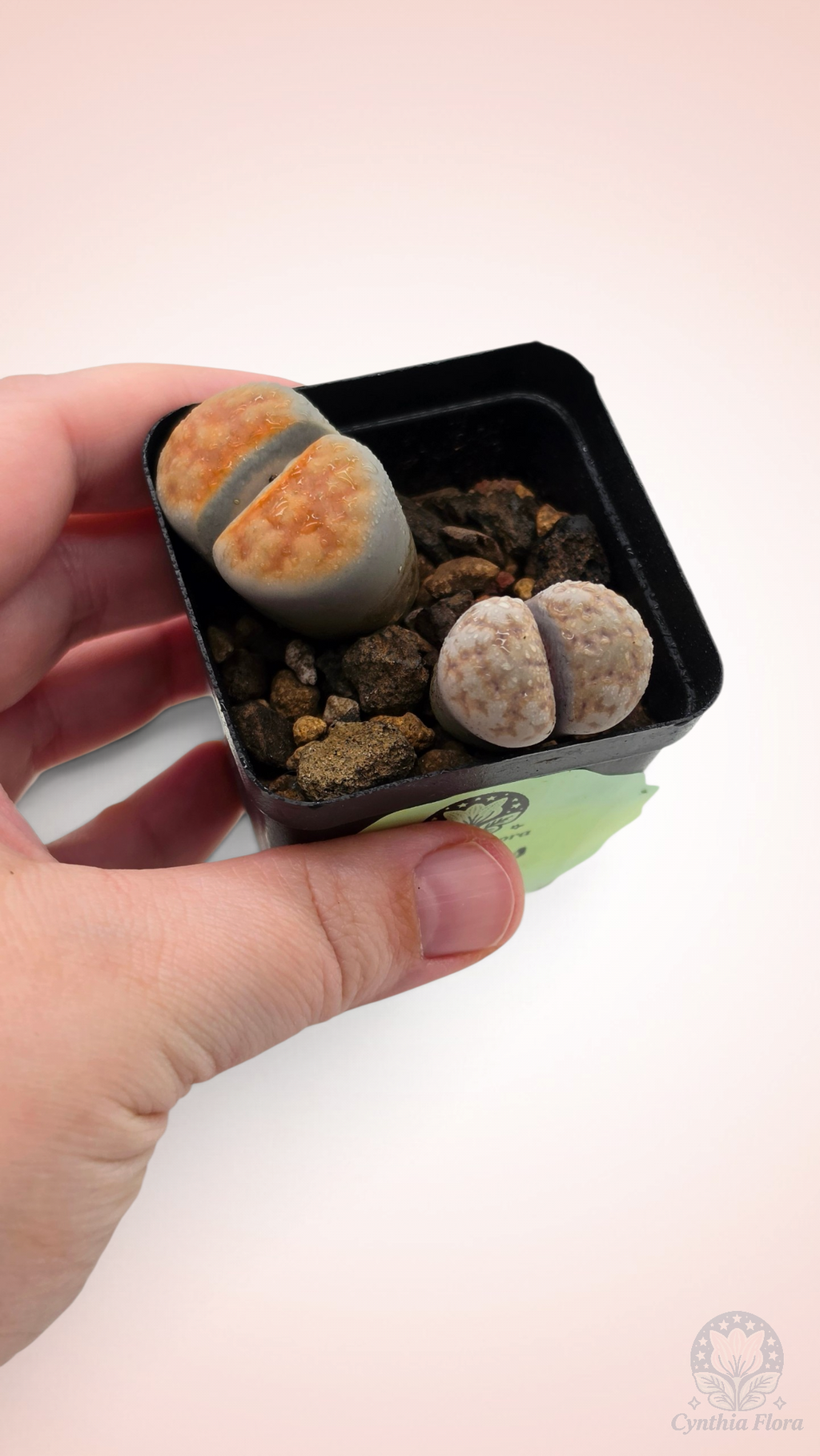 Lithops