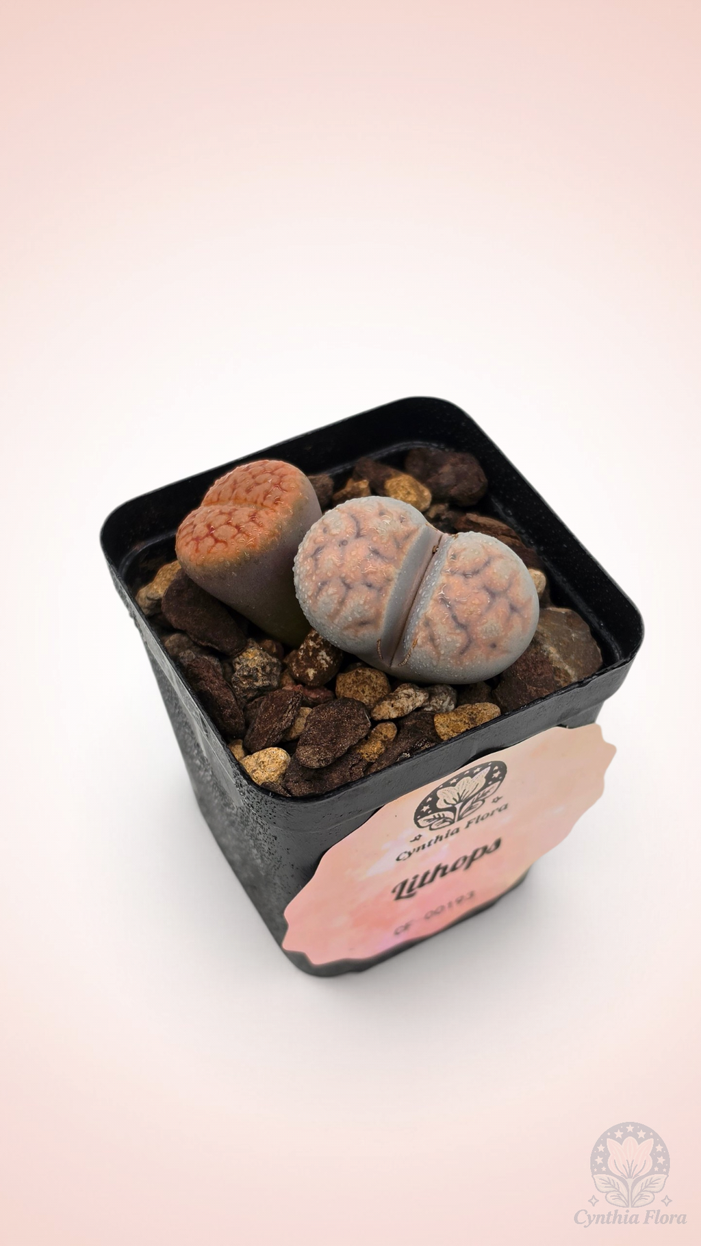 Lithops