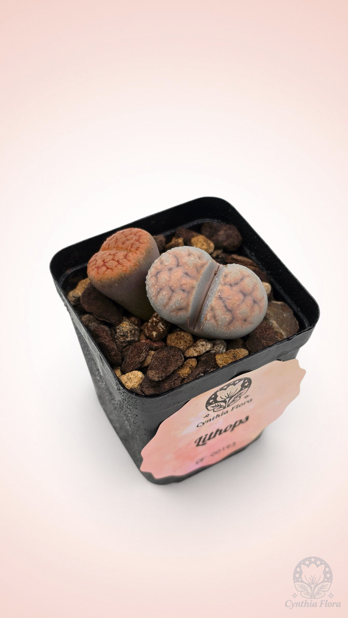 Lithops