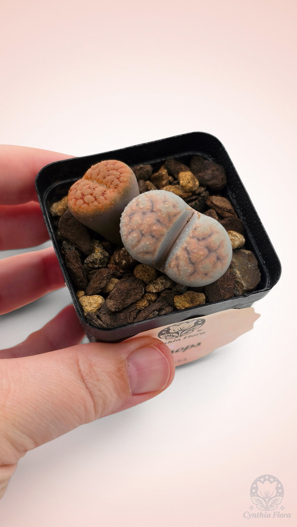 Lithops